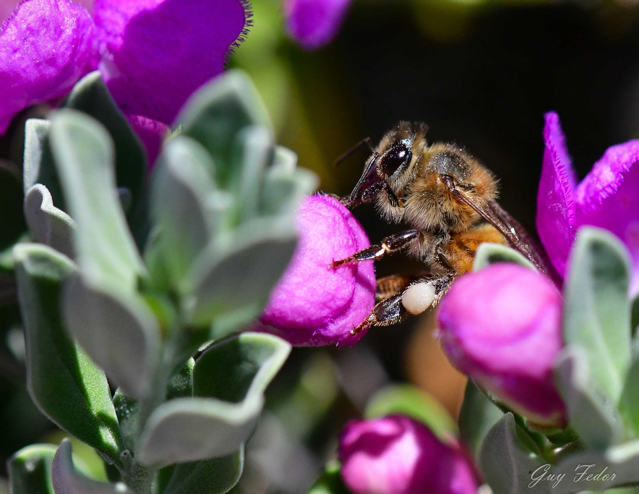 Nikon D500 + Nikon AF Micro-Nikkor 200mm F4D ED-IF sample photo. Honeybee photography