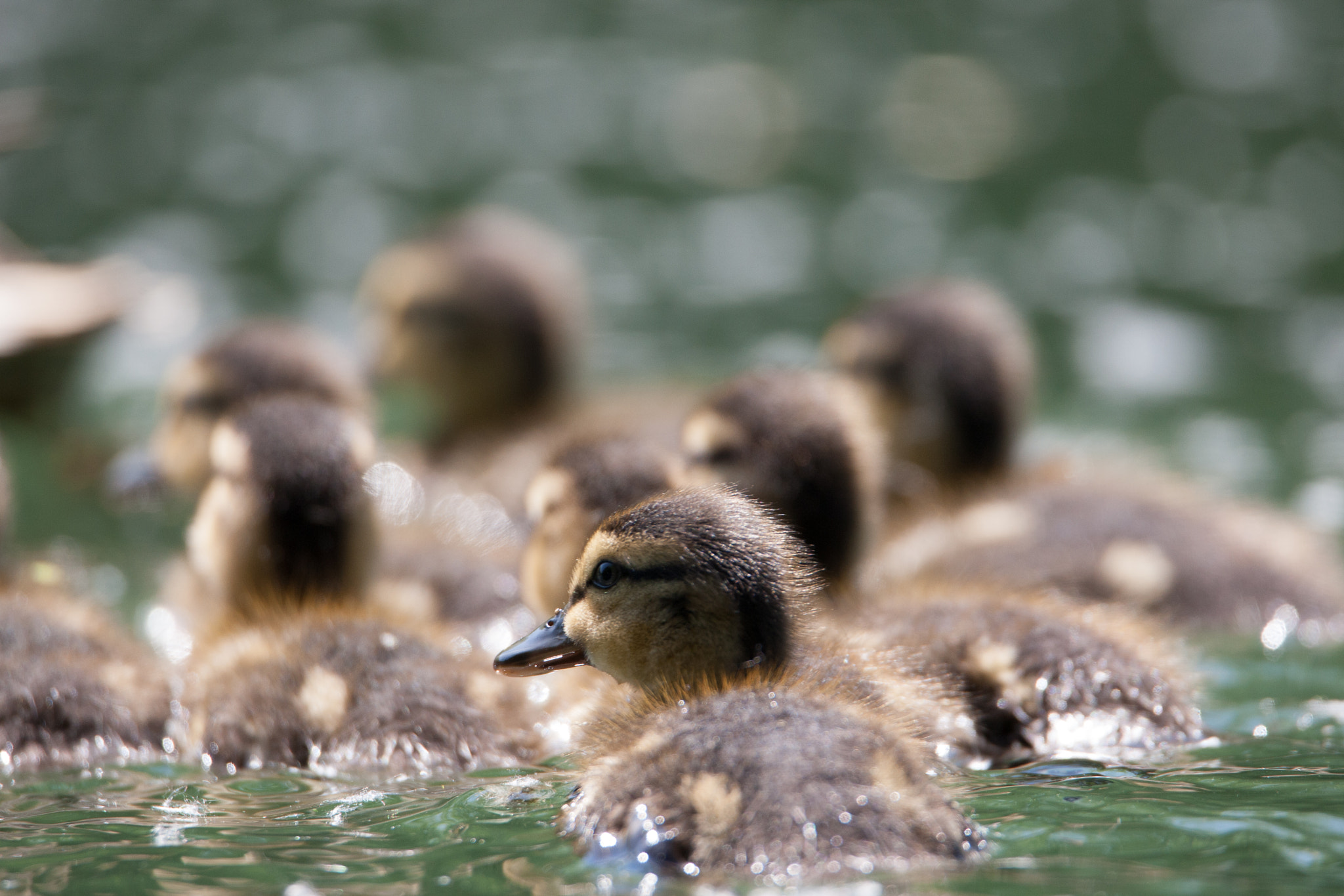 Canon EOS-1D Mark III sample photo. Ducklings photography