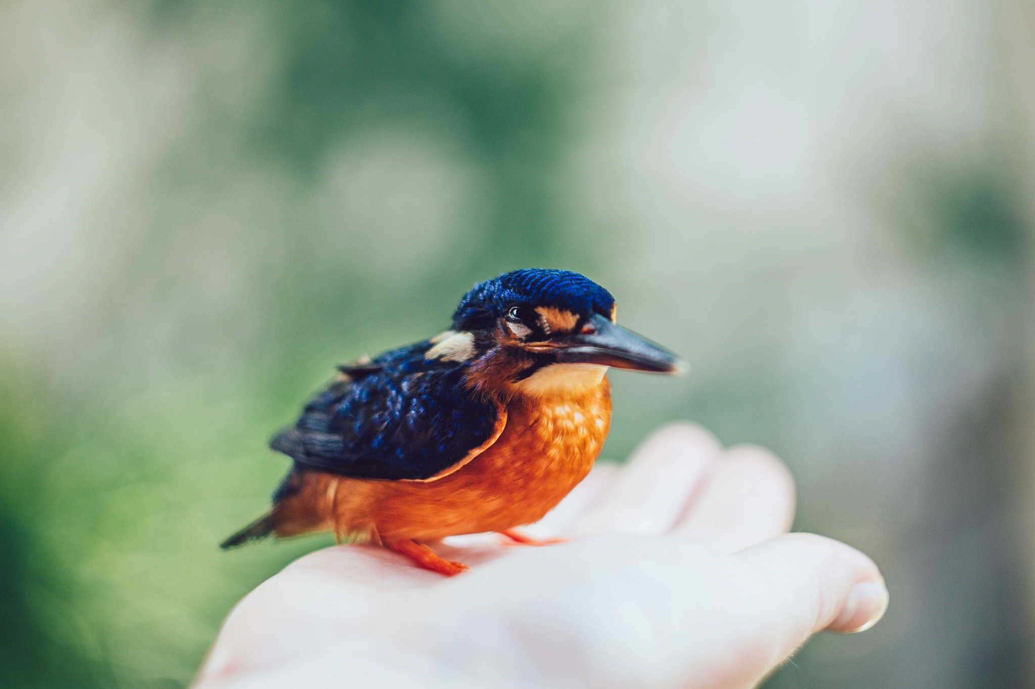 Canon EF 35-80mm f/4-5.6 sample photo. Bali bird photography