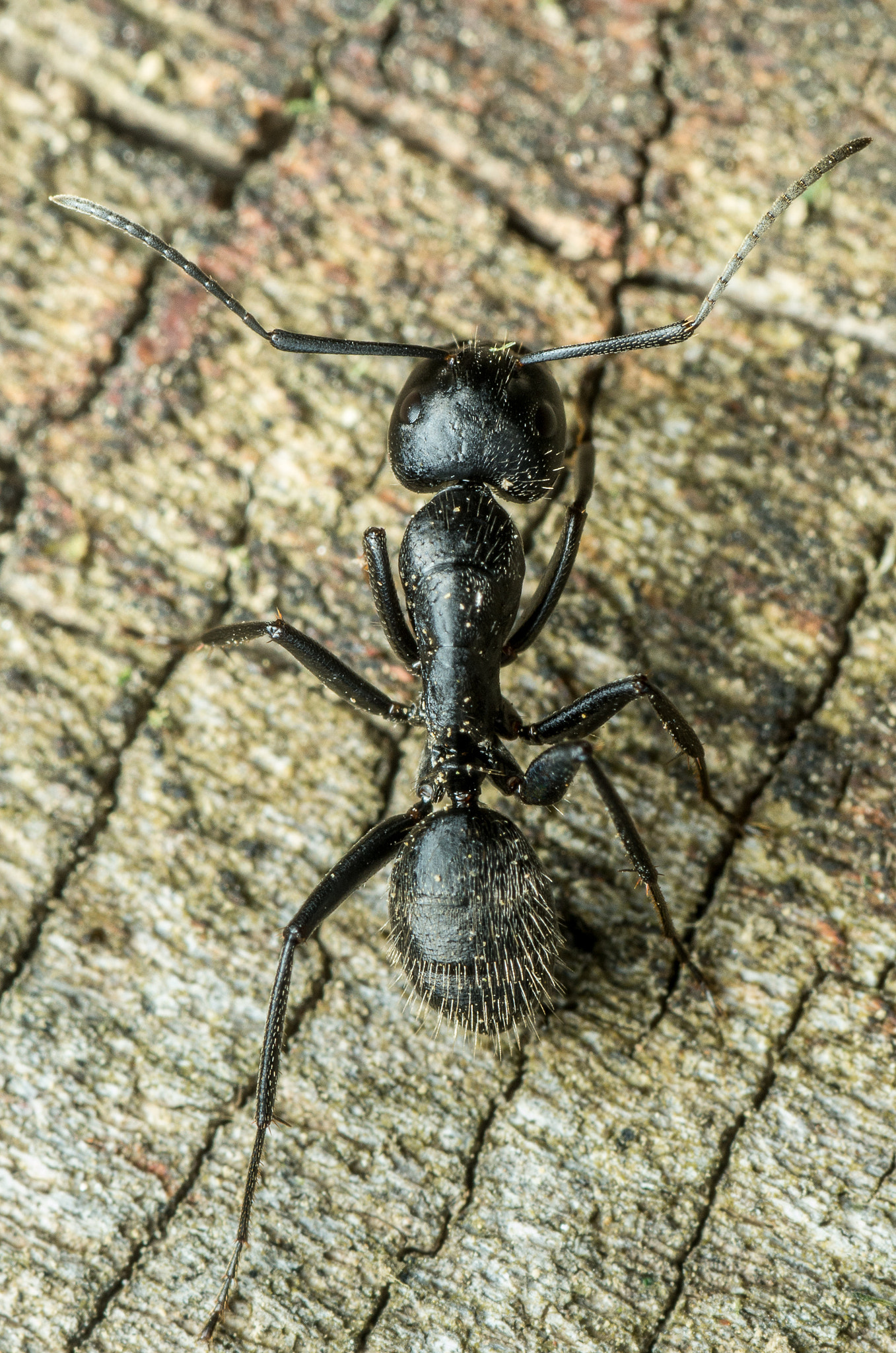 Pentax K-50 + Tamron SP AF 90mm F2.8 Di Macro sample photo. Ant photography