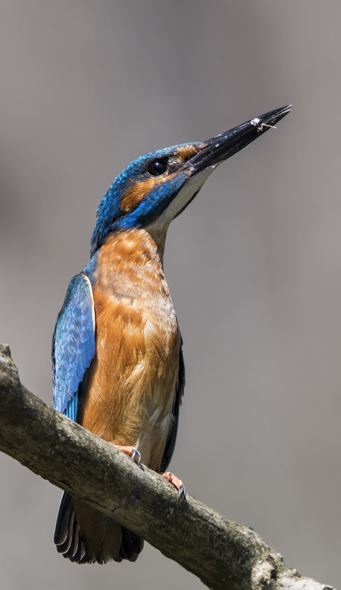 Canon EF 500mm F4L IS II USM sample photo. Alcedo atthis photography