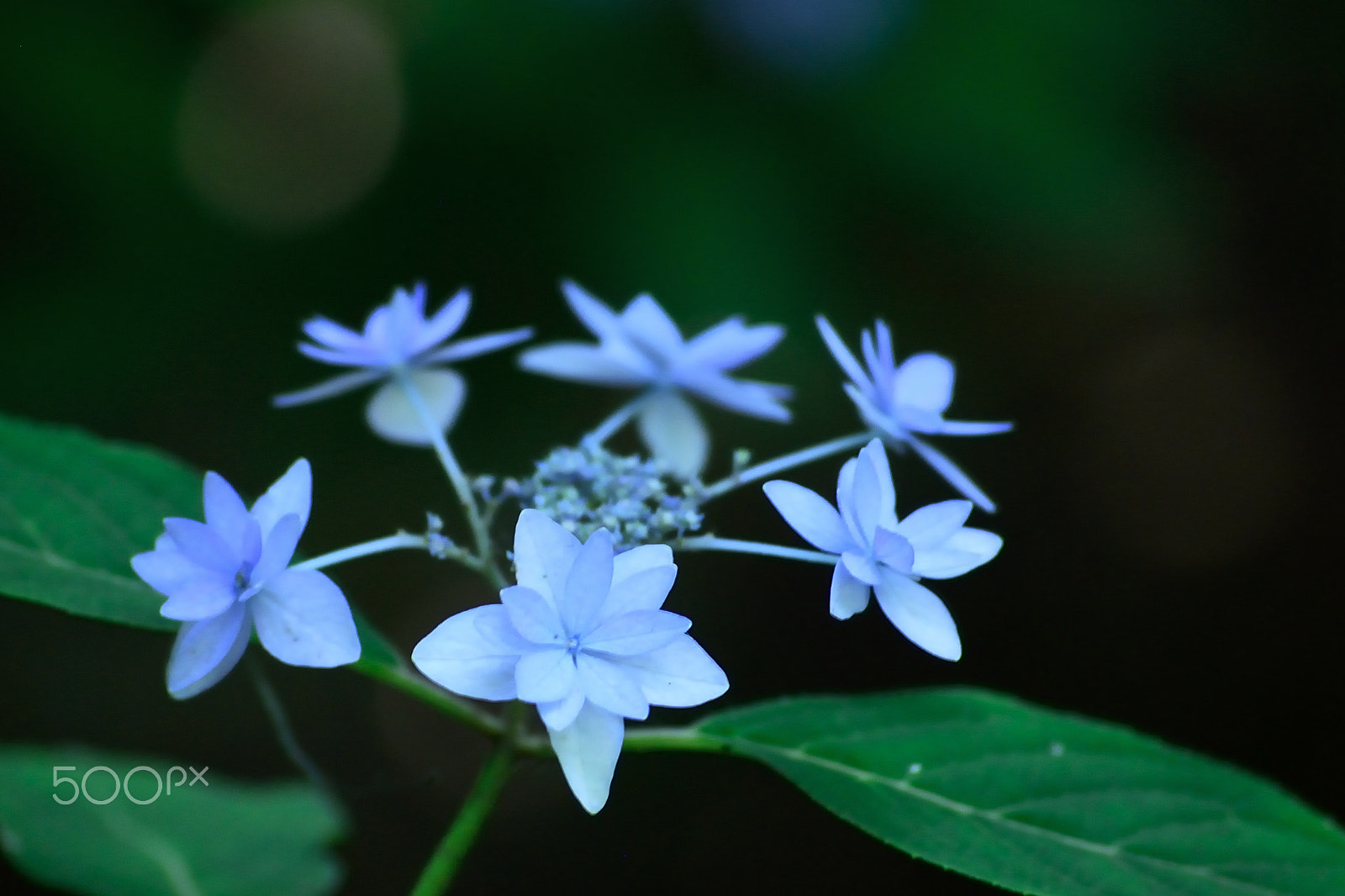 Nikon D200 sample photo. Hydrangea photography