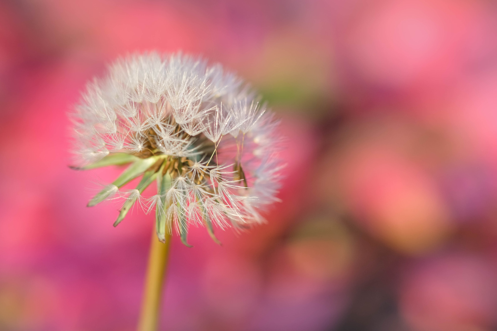 Fujifilm X-Pro2 + Fujifilm XF 60mm F2.4 R Macro sample photo. Variation rose photography