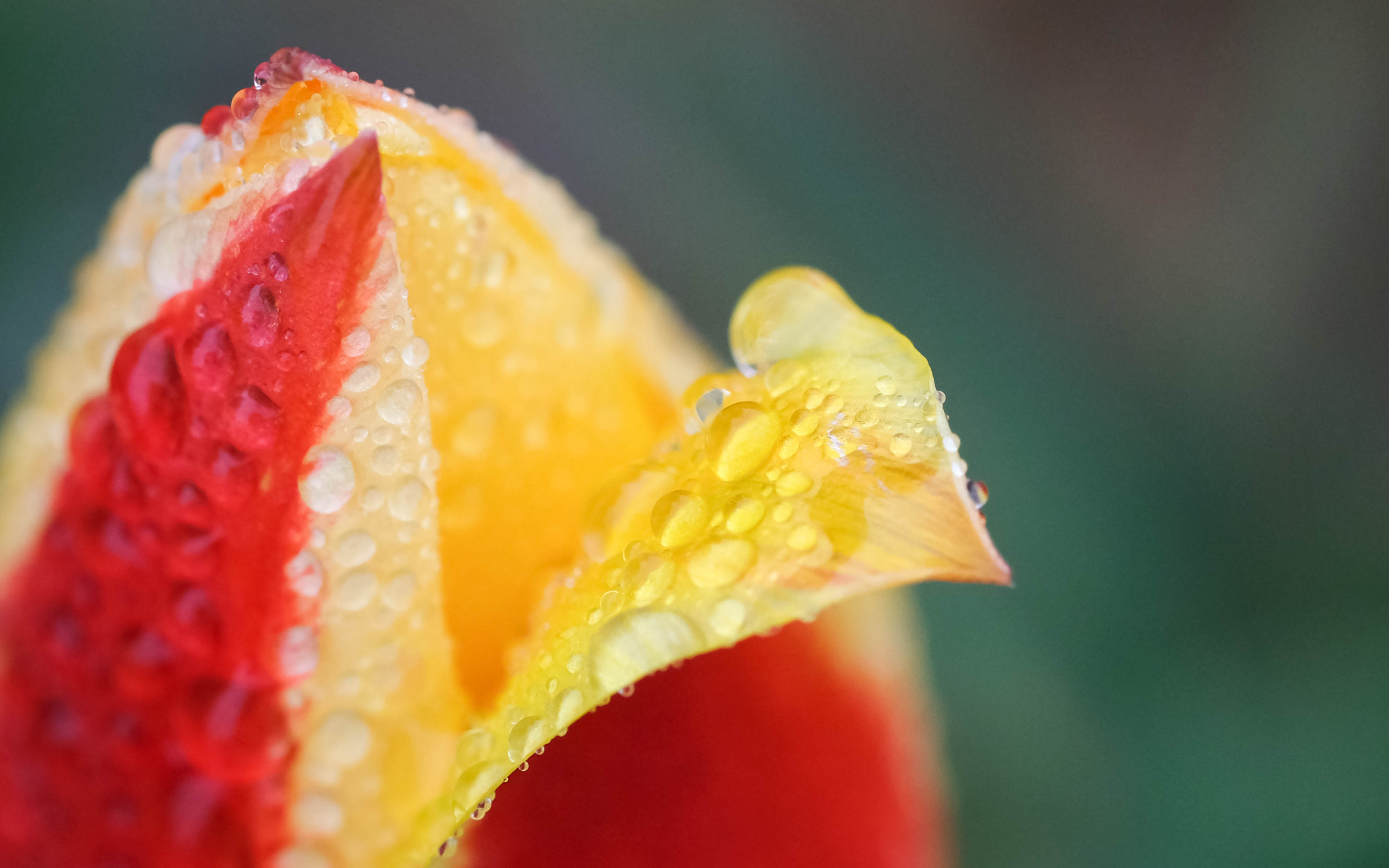 Fujifilm X-Pro2 + Fujifilm XF 60mm F2.4 R Macro sample photo. Entr'ouverte photography