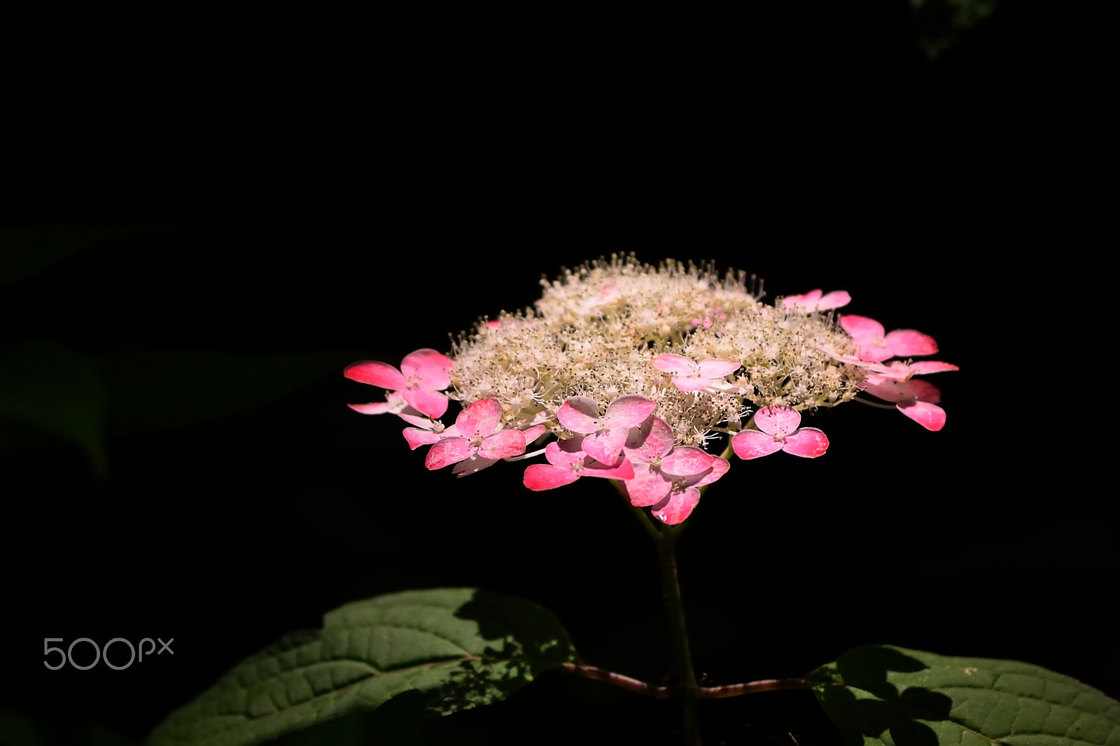 Nikon D200 sample photo. Hydrangea photography