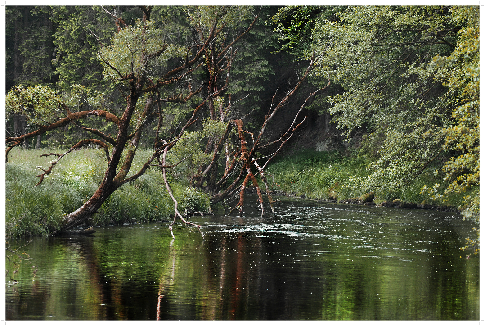 Nikon D2X sample photo. Nature. pure. photography