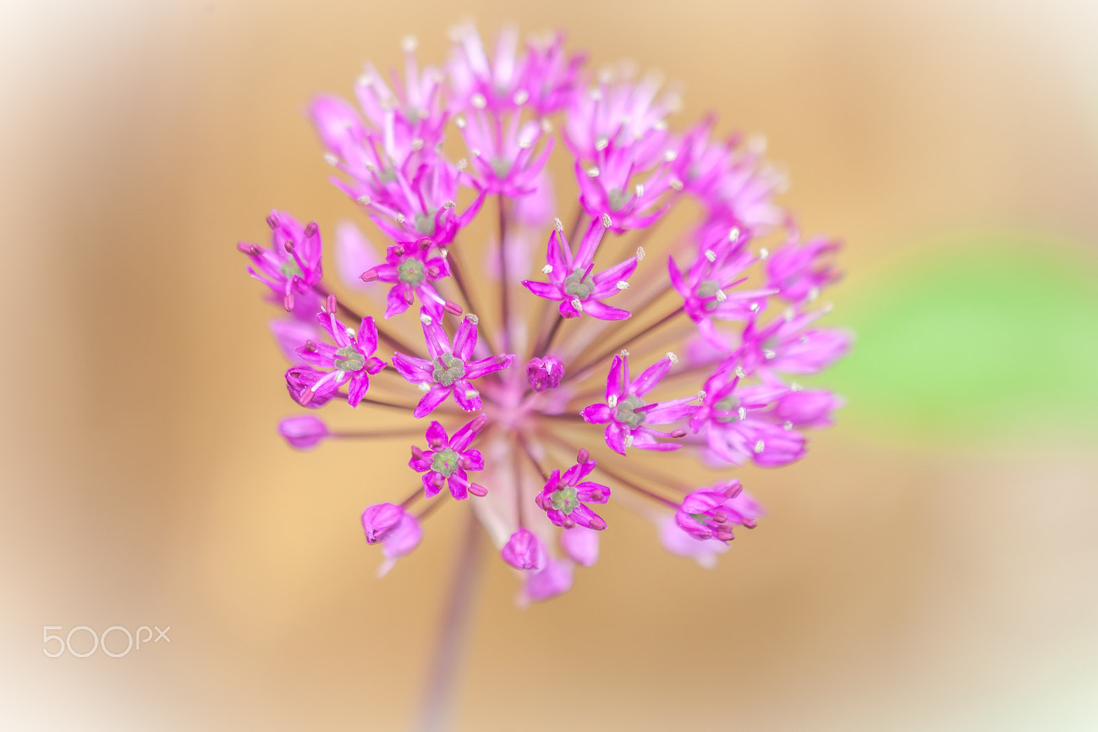 Canon EF 100-300mm F4.5-5.6 USM sample photo. The allium photography