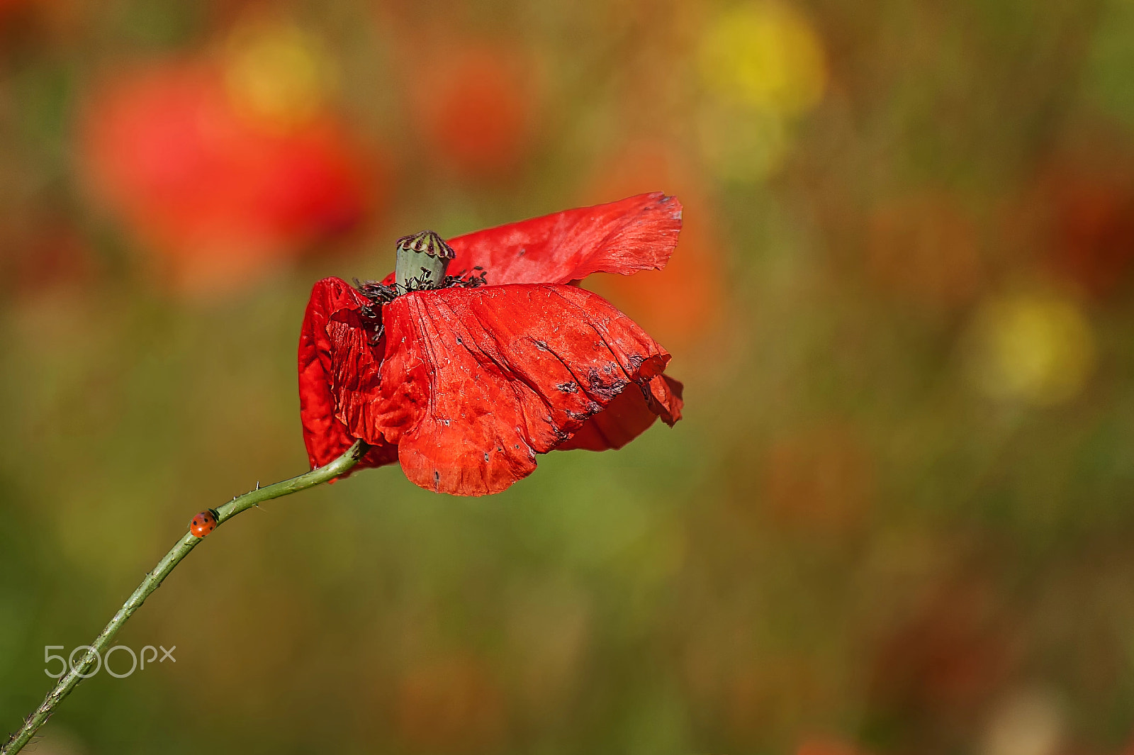 Nikon D3 sample photo. Poppy photography