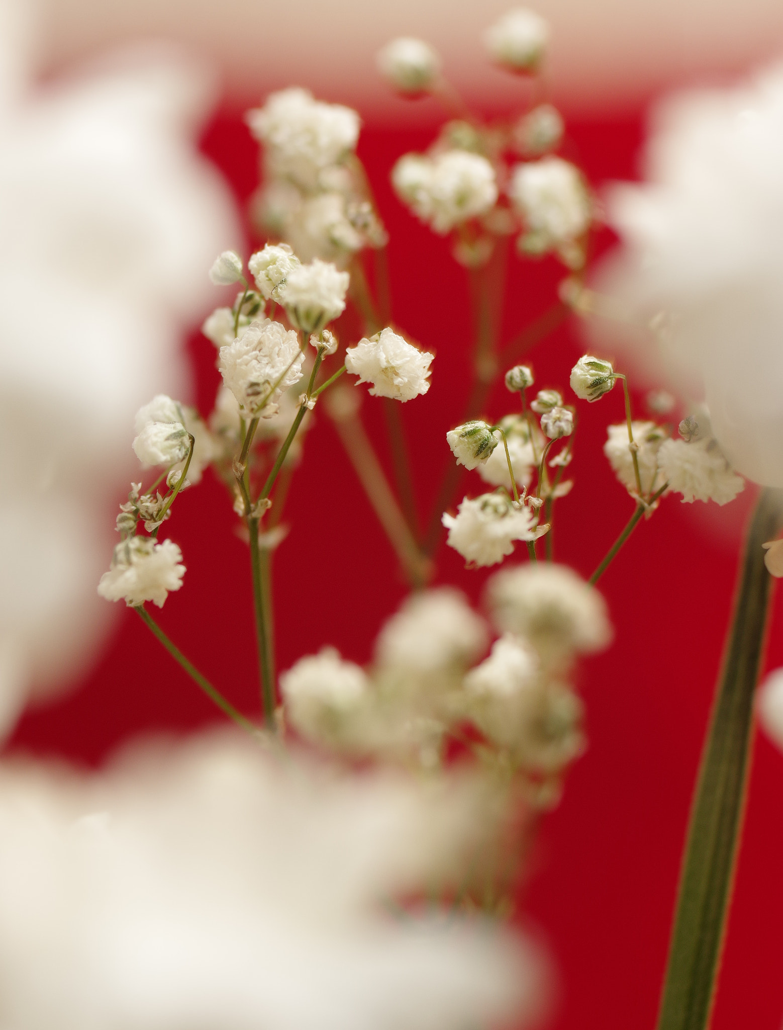 Pentax smc D-FA 50mm F2.8 Macro sample photo