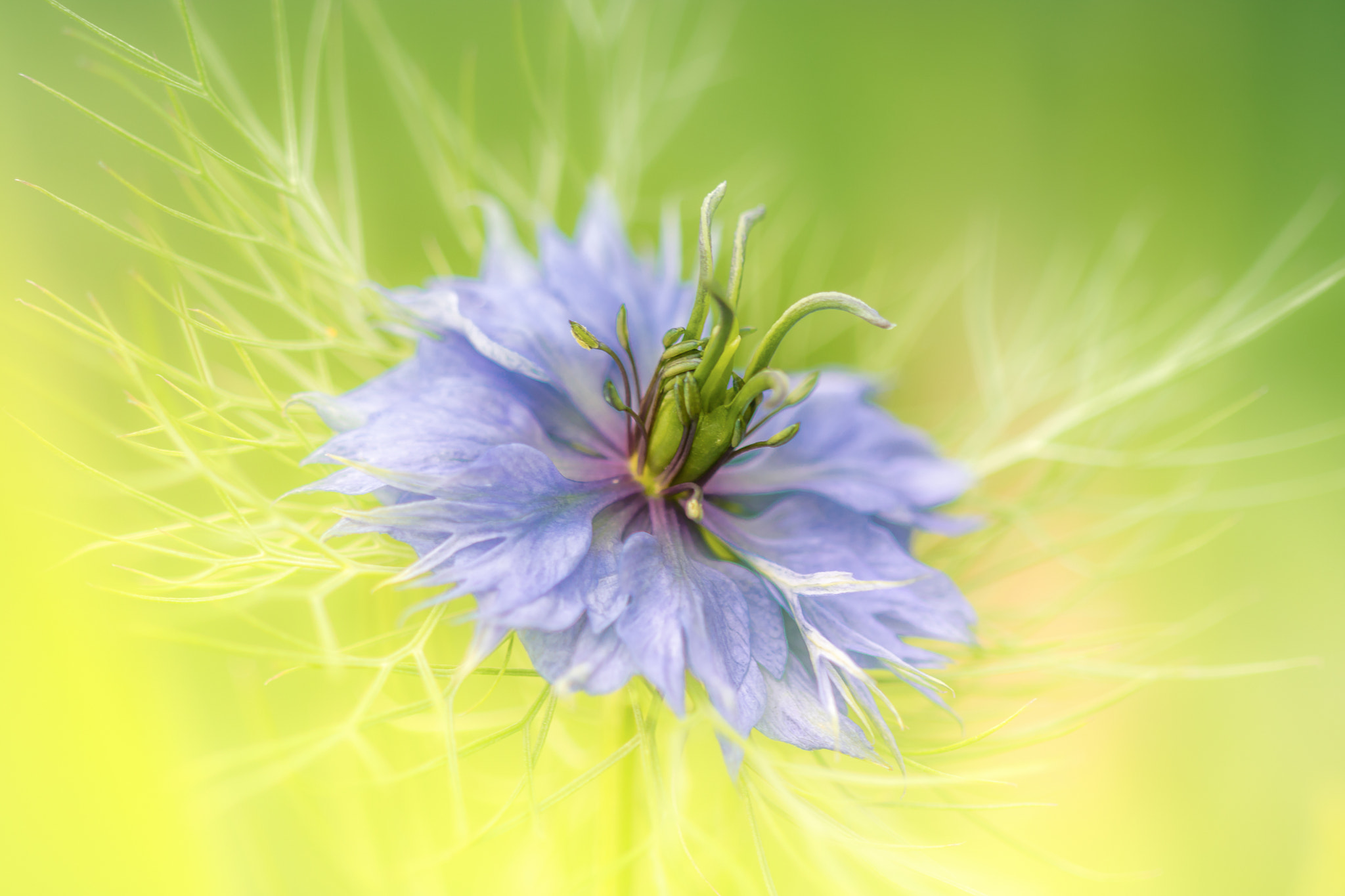 Canon EF 100mm F2.8 Macro USM sample photo. Dans son tutu bleu photography