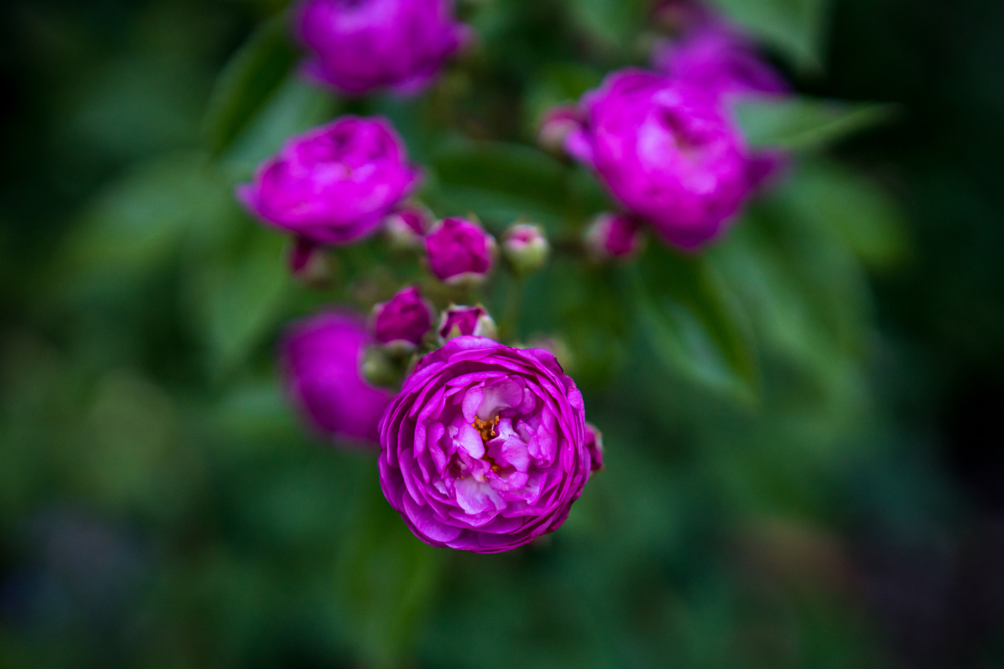 Sony a6300 + 18-35mm F1.8 DC HSM | Art 013 sample photo. Pink roses photography