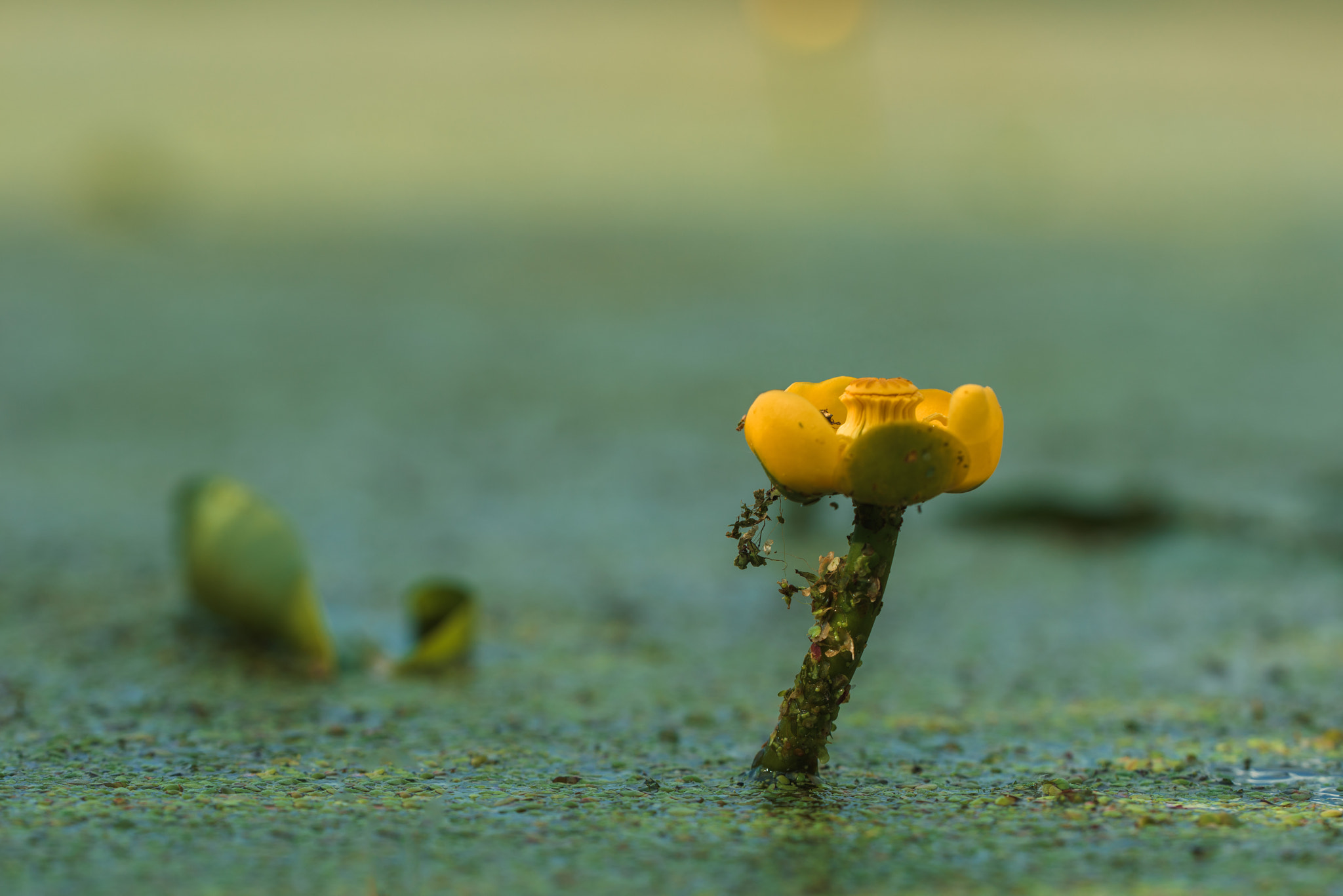 Sigma 150mm F2.8 EX DG OS Macro HSM sample photo. *** photography