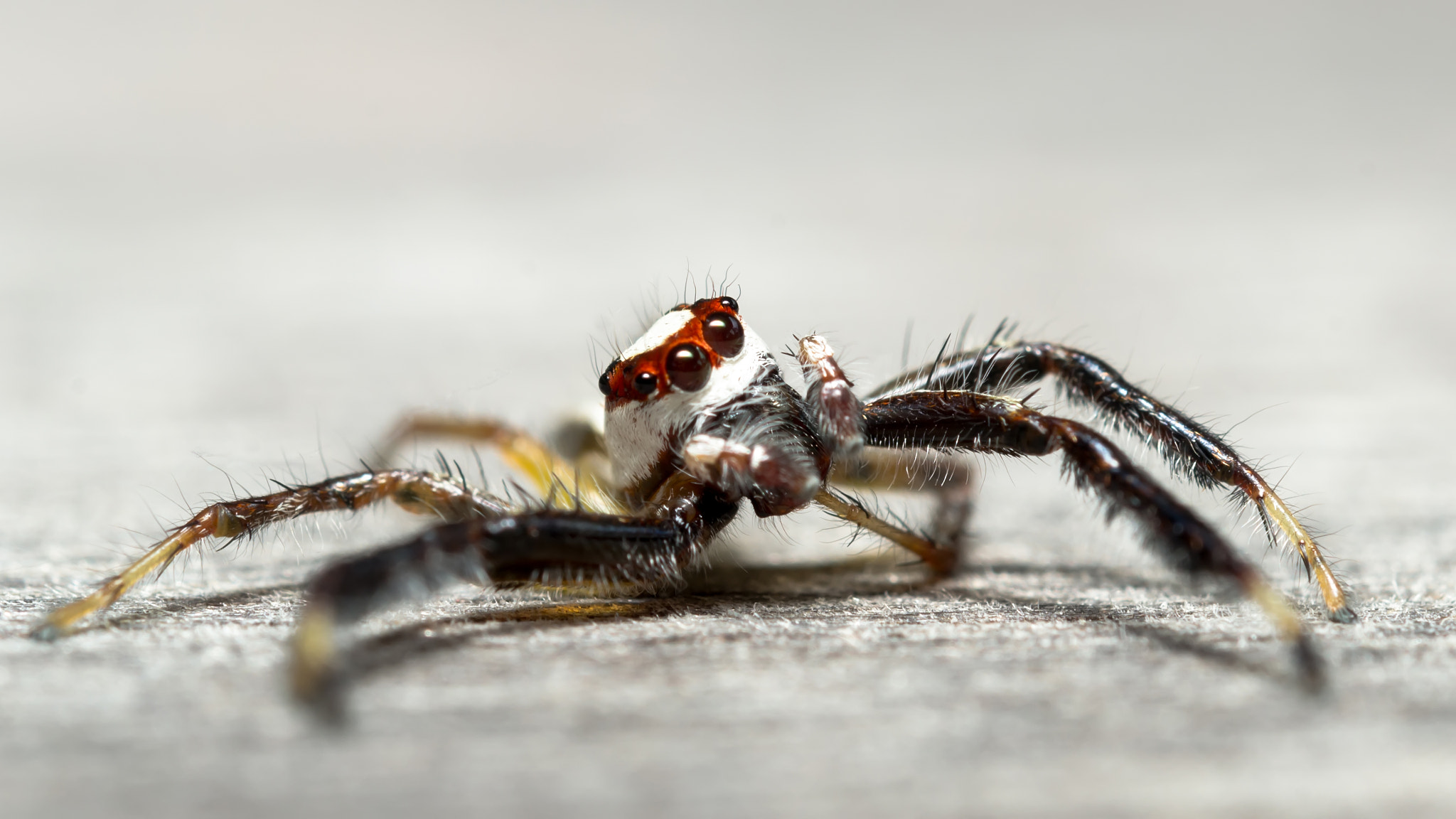 Nikon AF-S Micro-Nikkor 60mm F2.8G ED sample photo. Spider photography