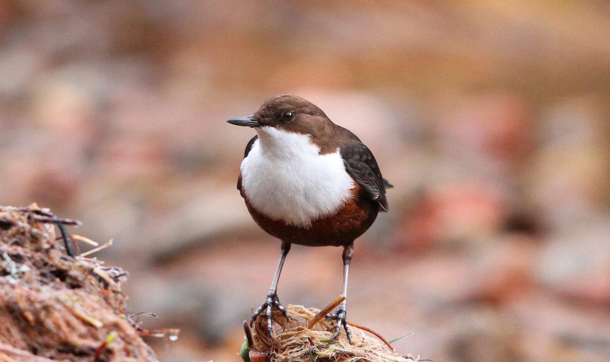 Canon EF 500mm F4L IS II USM sample photo. Dipper photography