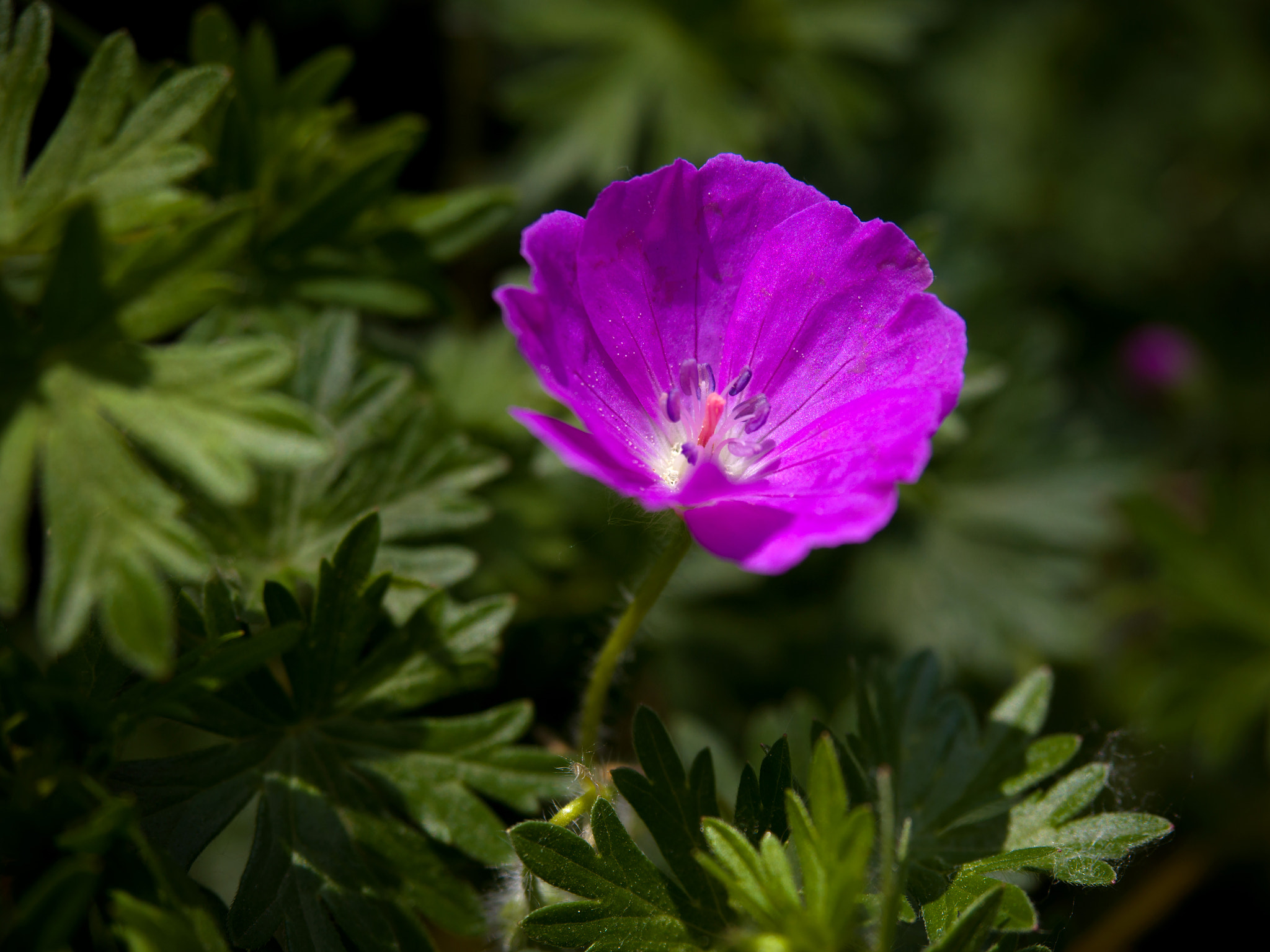 Olympus PEN E-P5 + Olympus M.Zuiko Digital ED 12-40mm F2.8 Pro sample photo. Small violet flower photography