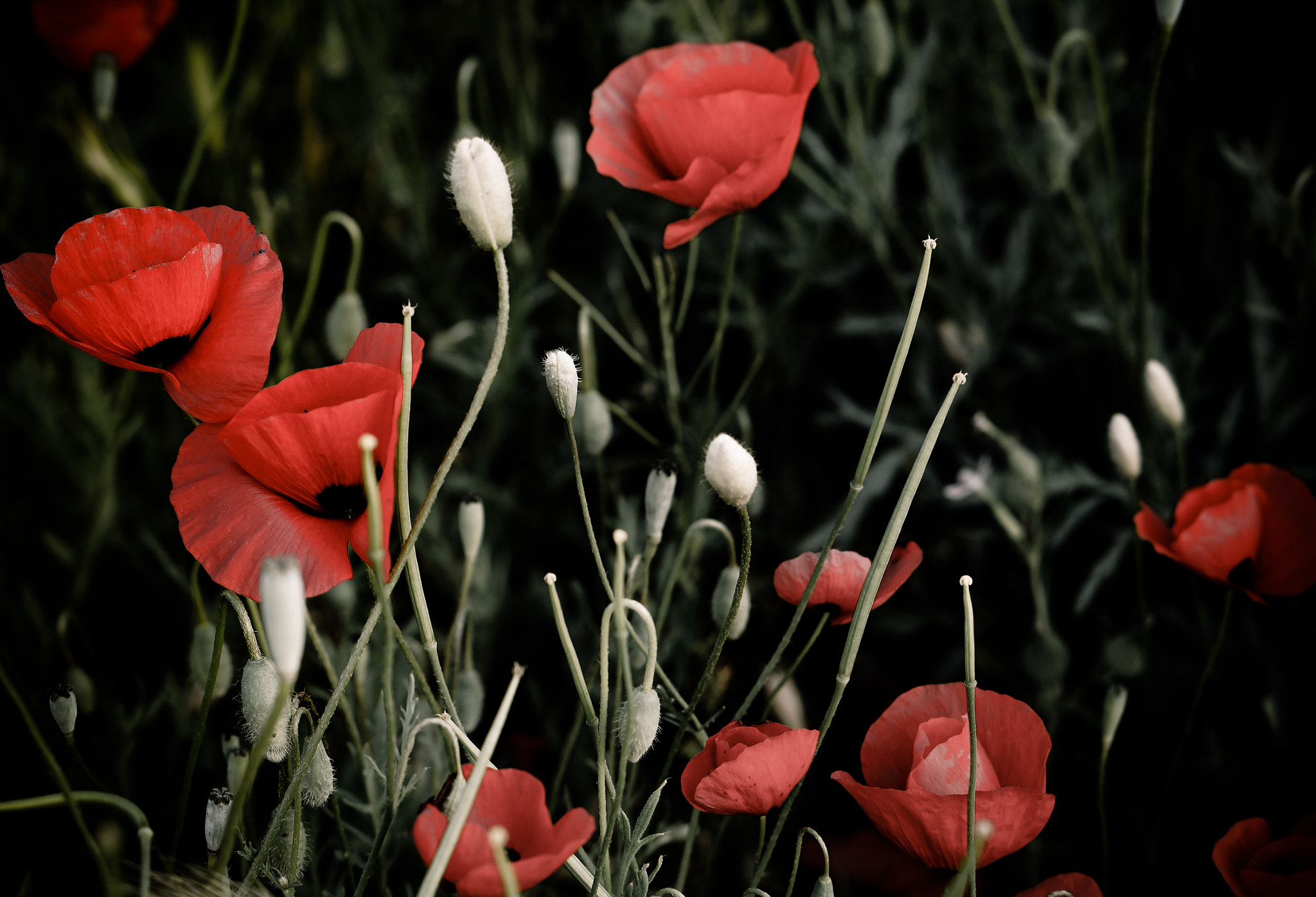 Sony Alpha NEX-5R + E 50mm F1.8 OSS sample photo. Persian poppies photography