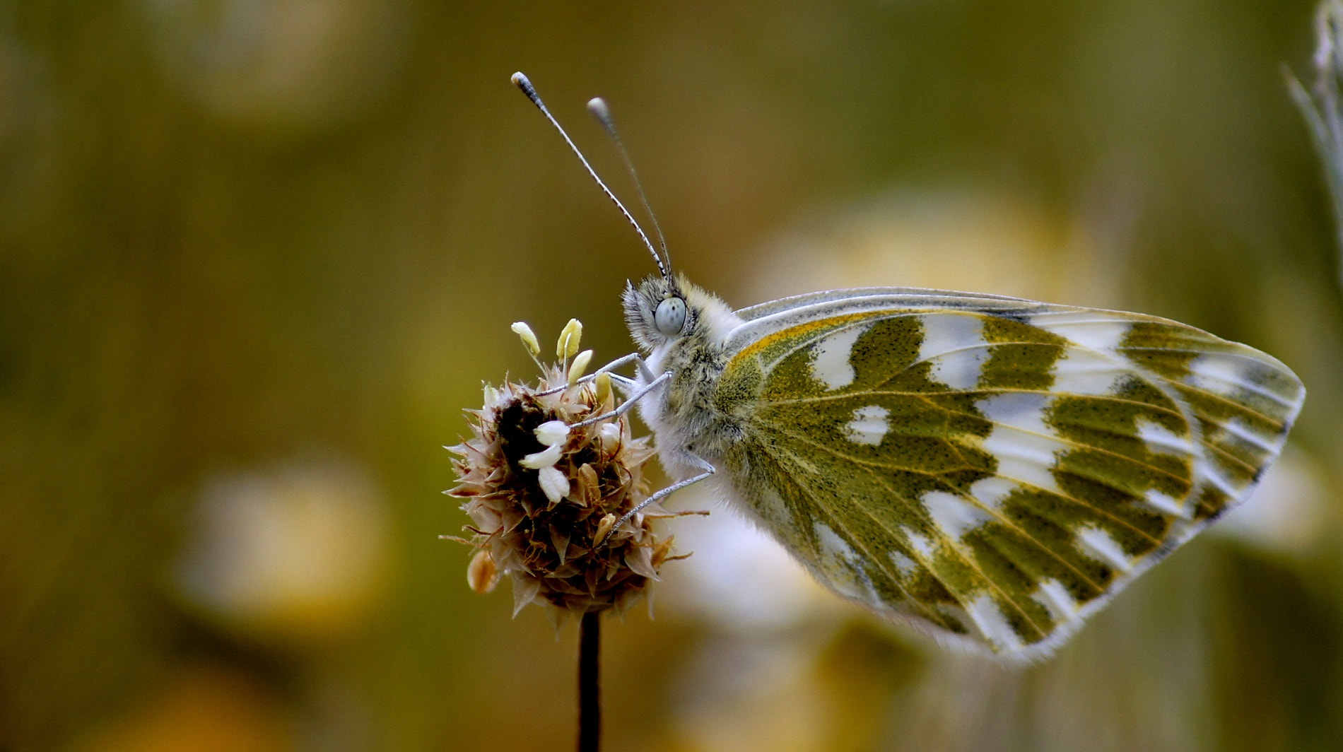 Sony DT 55-200mm F4-5.6 SAM sample photo. Butterfly photography