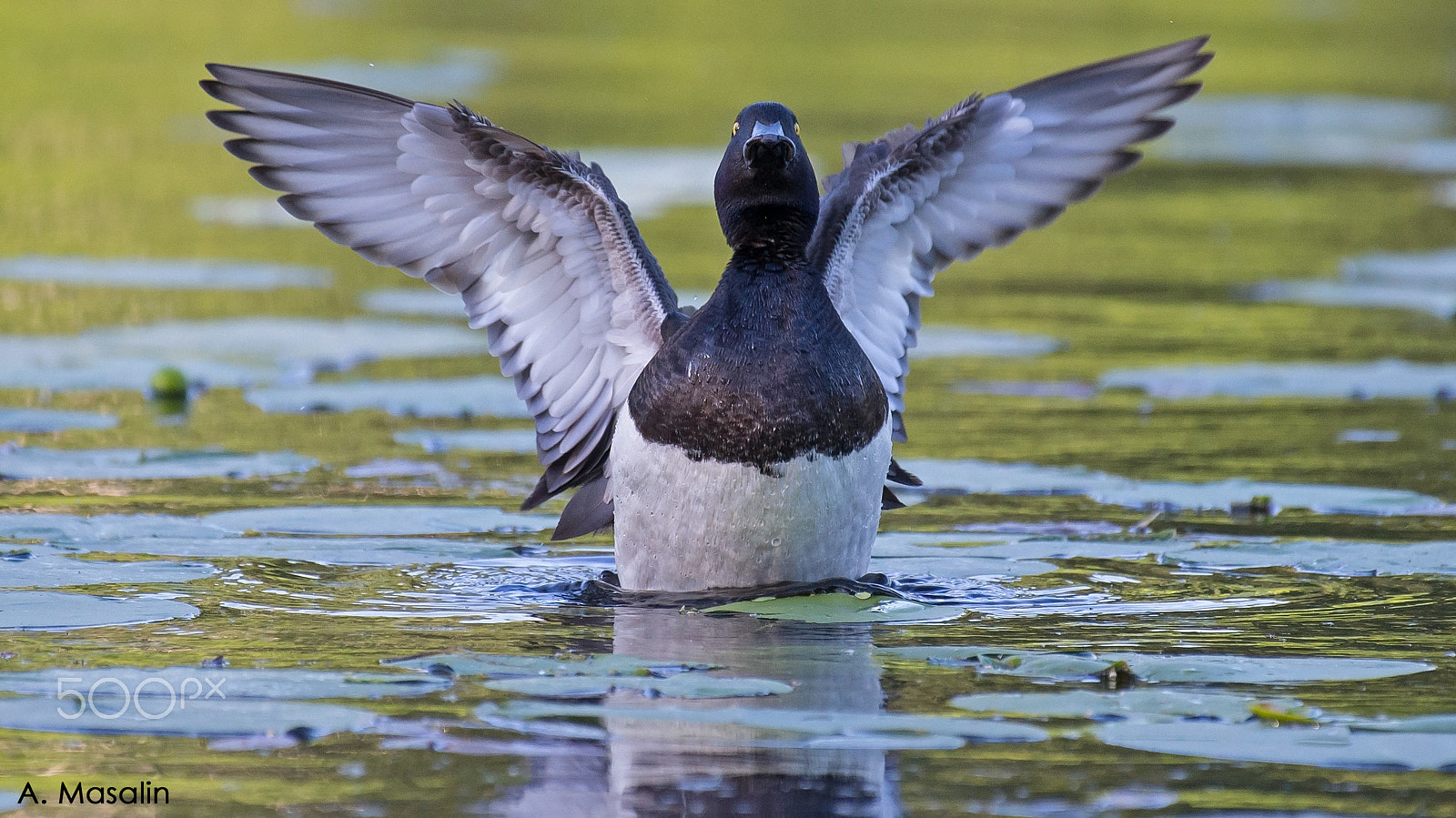 Nikon AF-S Nikkor 200-500mm F5.6E ED VR sample photo. Tufted duck photography