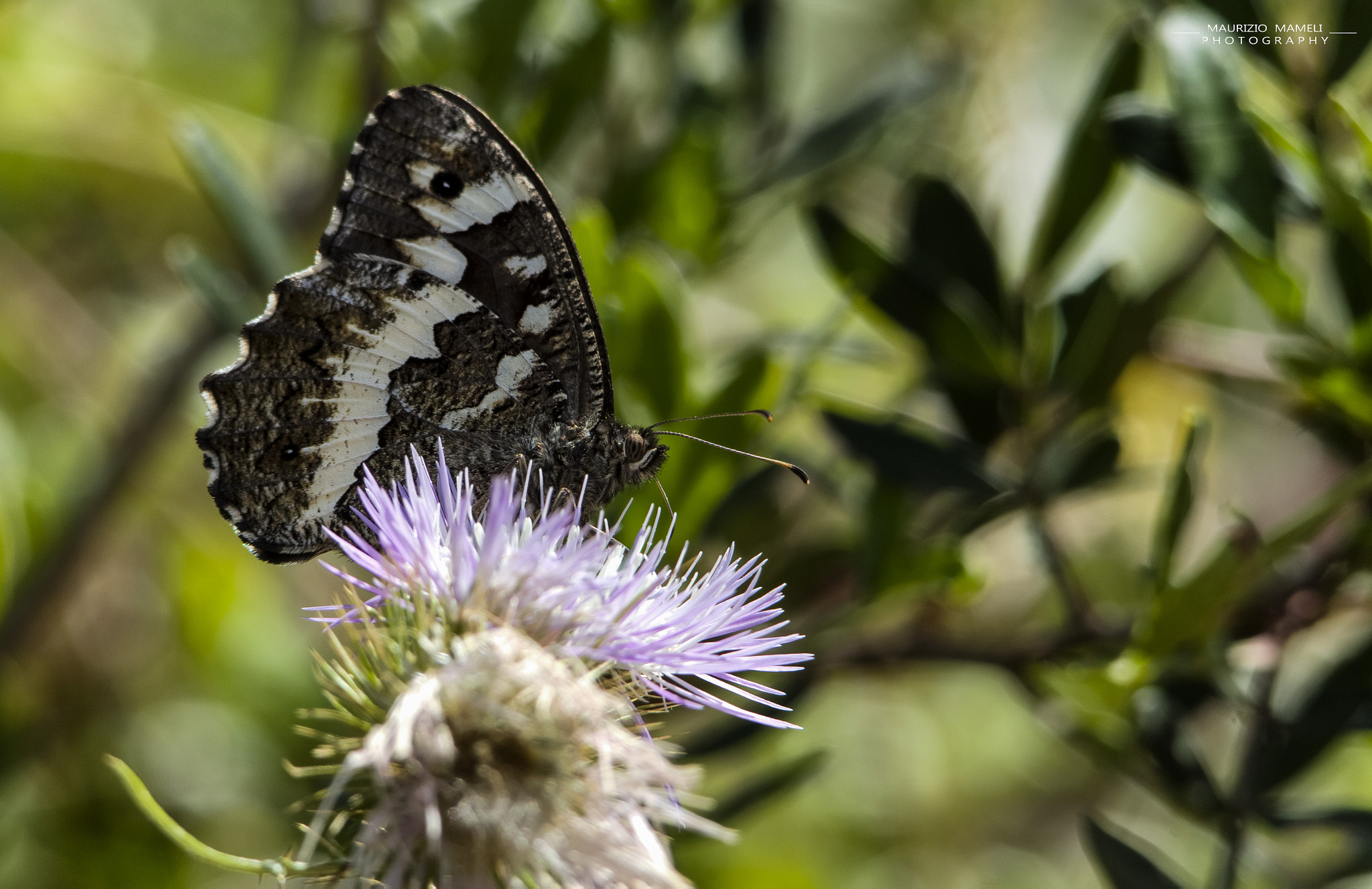 Sigma 150-500mm F5-6.3 DG OS HSM sample photo. Butterfly photography