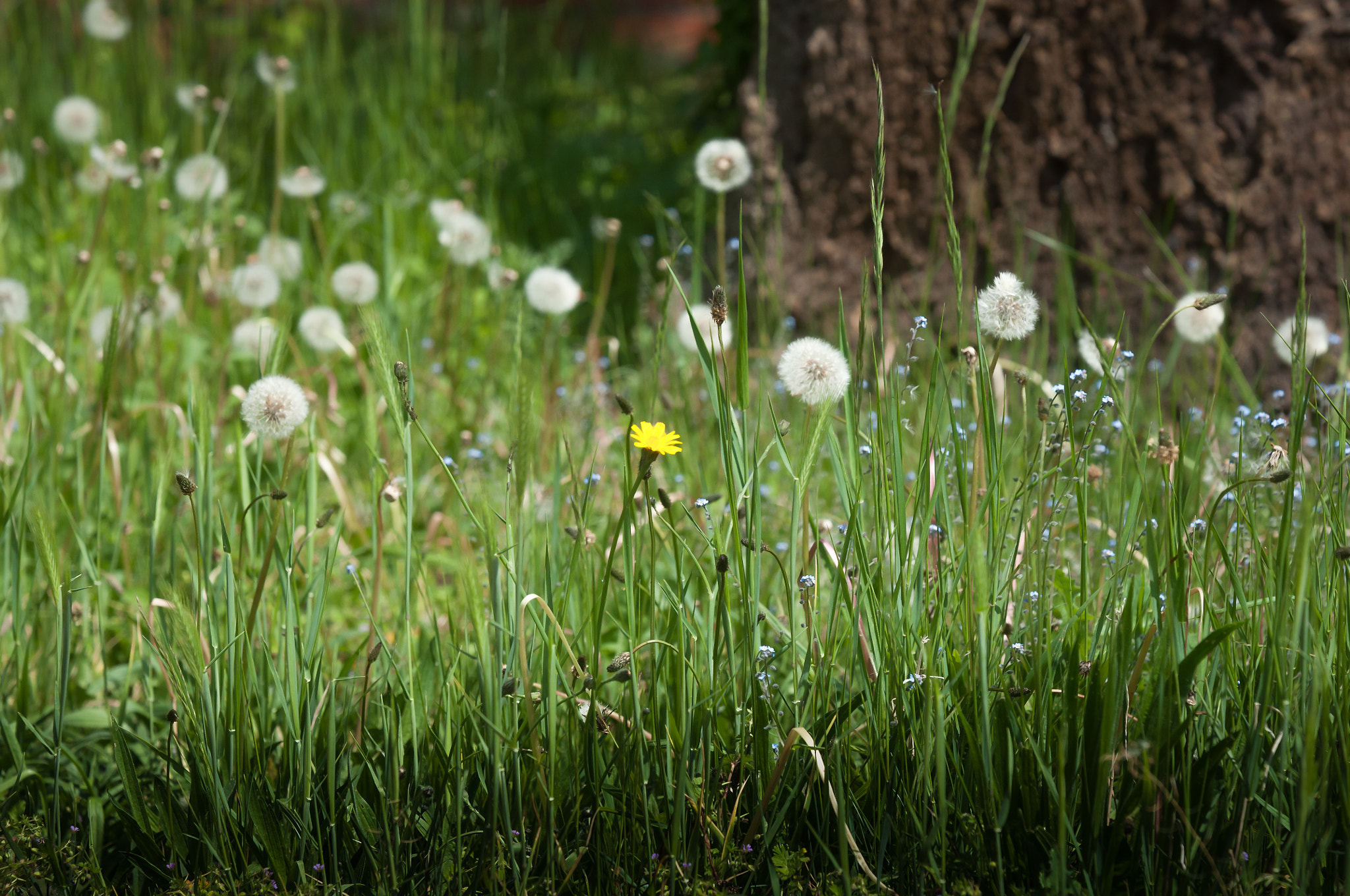 AF-S Zoom-Nikkor 80-200mm f/2.8D IF-ED sample photo. Amongst the grass photography