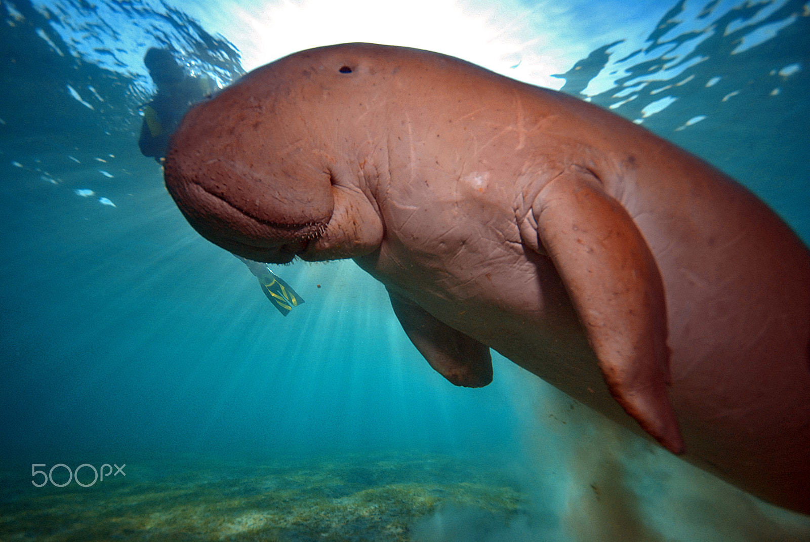 Sigma 10-20mm F4-5.6 EX DC HSM sample photo. Dugong photography