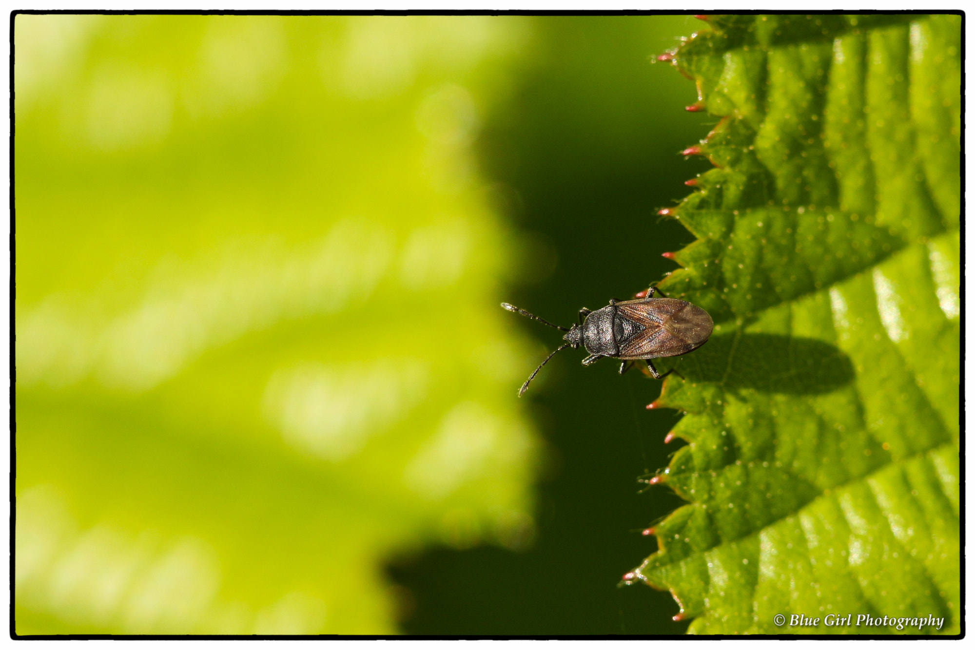 Canon EF 100mm F2.8 Macro USM sample photo. Tiny bug photography
