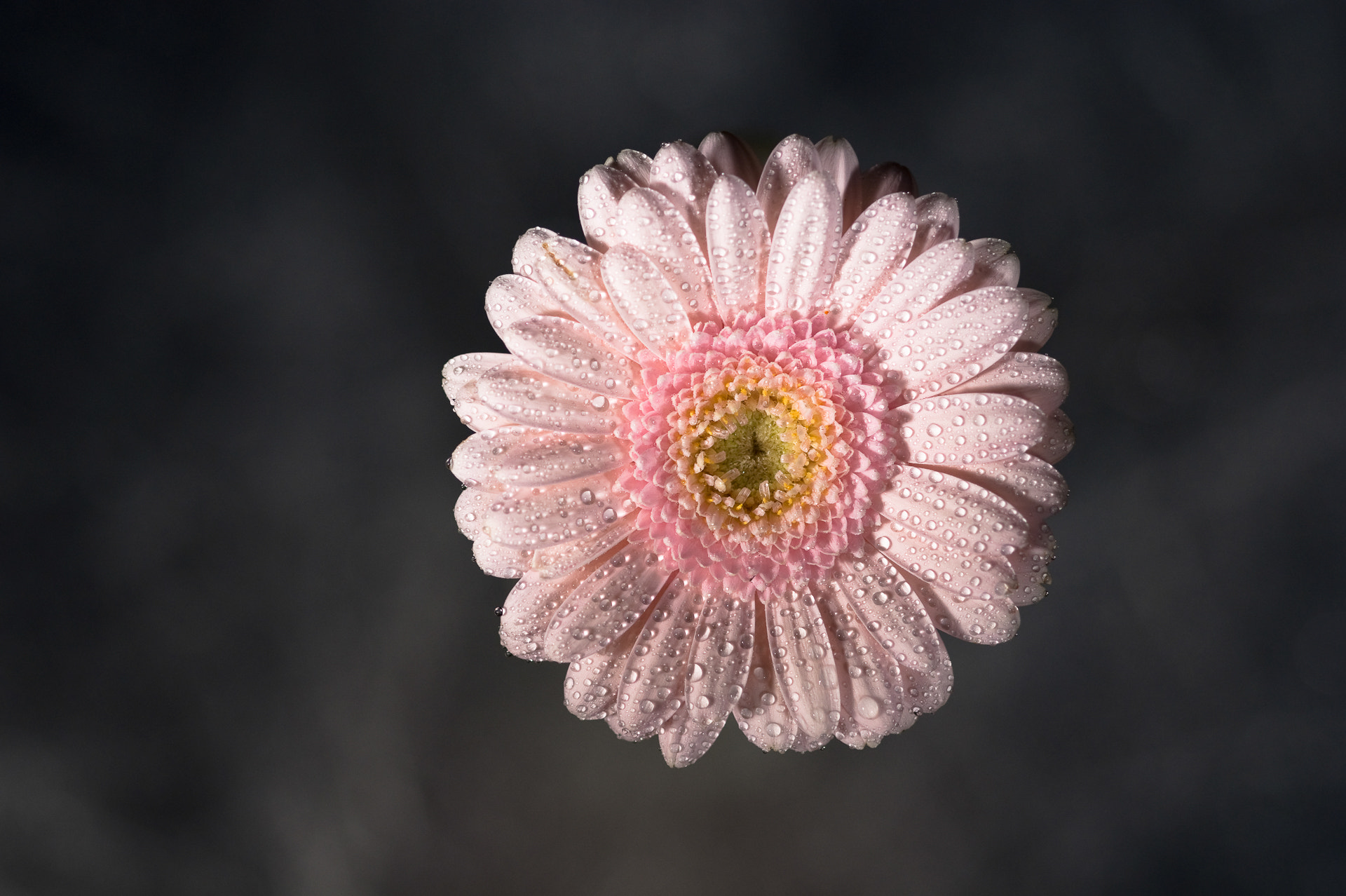 Sony Alpha DSLR-A350 + Sigma 30mm F1.4 EX DC HSM sample photo. Simple flower photography