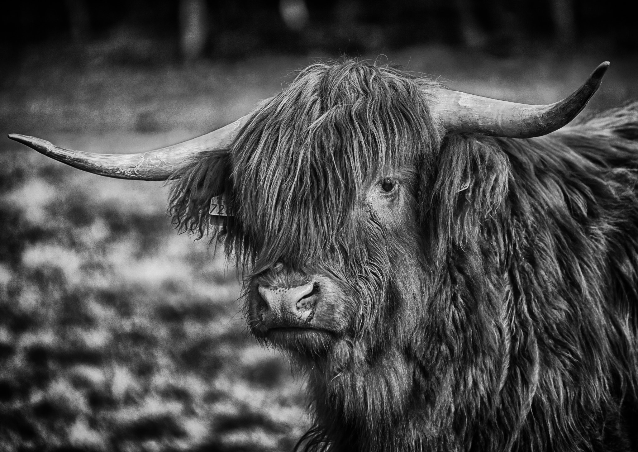 Nikon AF-Nikkor 80-200mm F2.8D ED sample photo. Scottish highlander photography