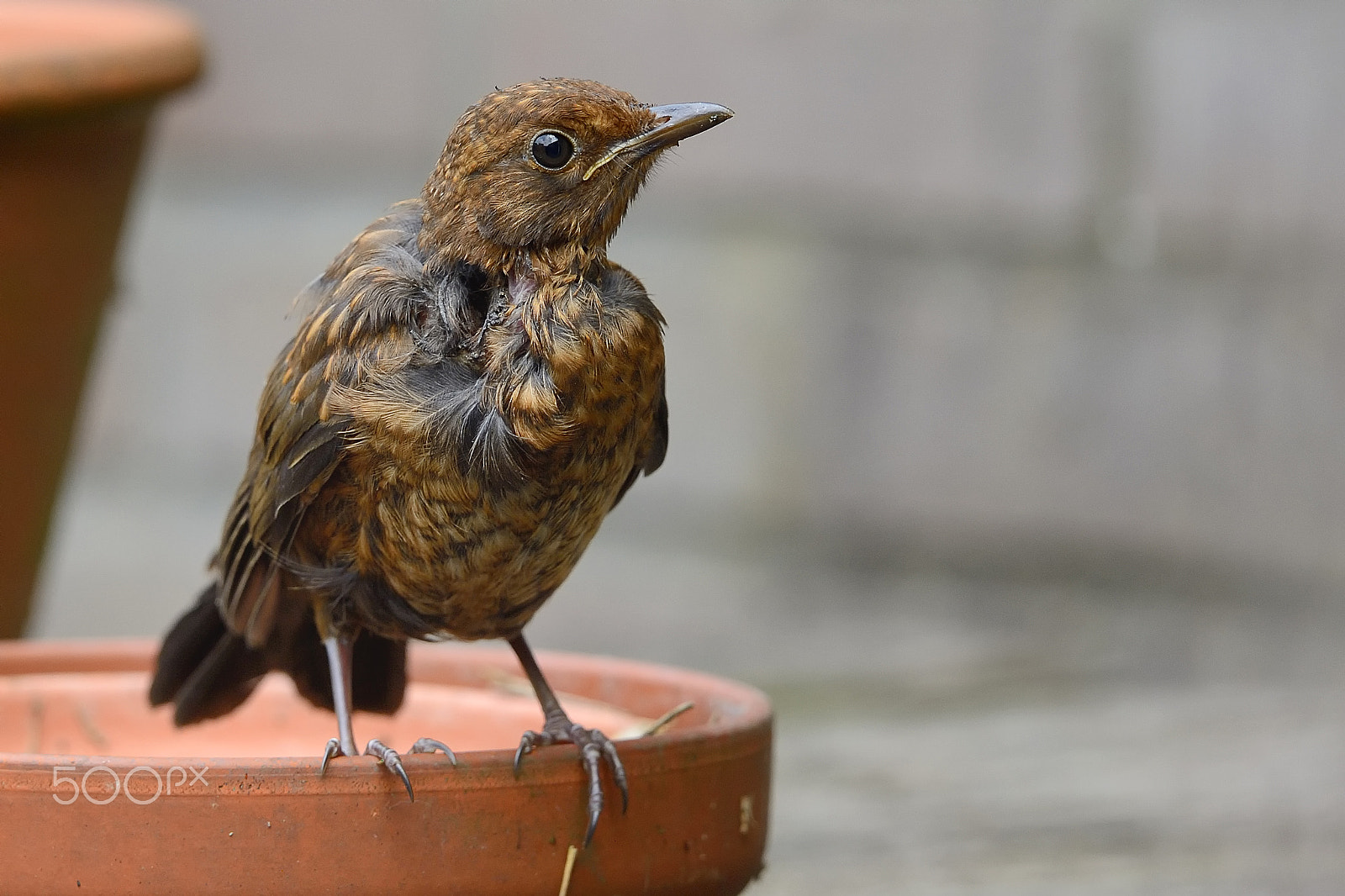 Nikon AF-S Nikkor 400mm F2.8G ED VR II sample photo. Immature blackbird ii photography