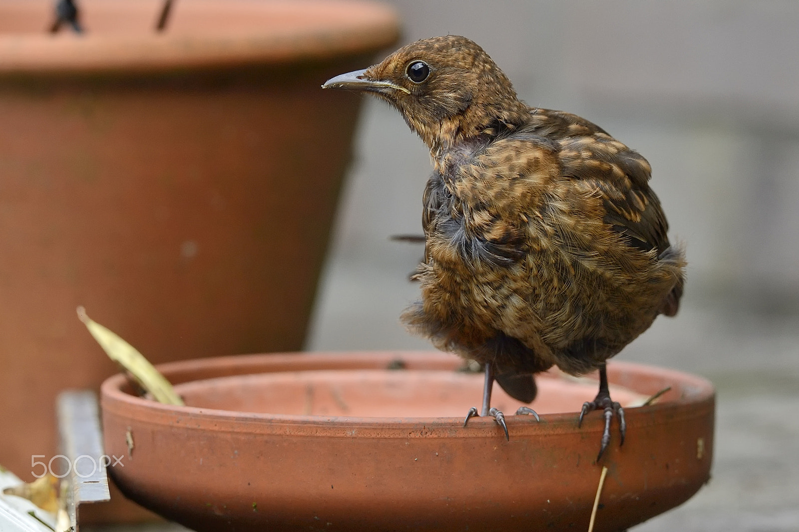 Nikon AF-S Nikkor 400mm F2.8G ED VR II sample photo. Immature blackbird photography