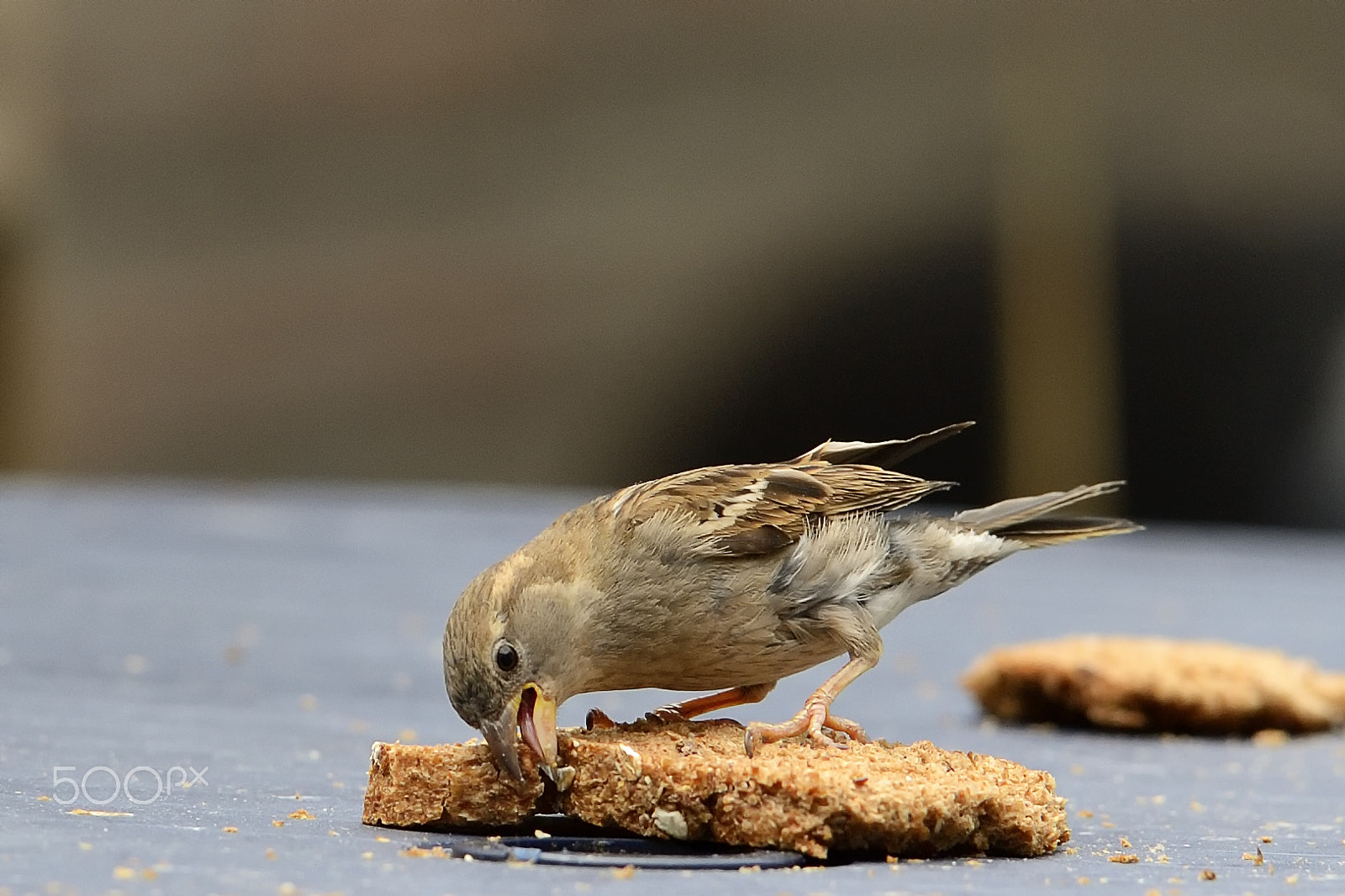 Nikon AF-S Nikkor 400mm F2.8G ED VR II sample photo. House sparrow enjoying an easy meal photography