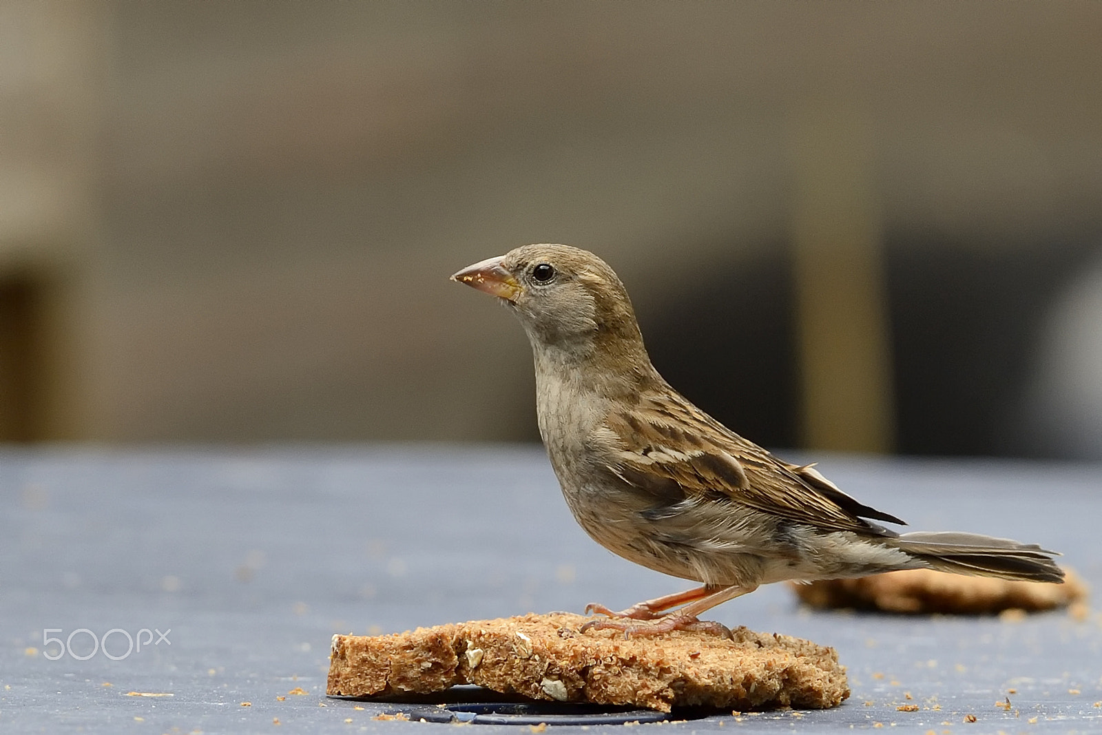Nikon AF-S Nikkor 400mm F2.8G ED VR II sample photo. House sparrow on a piece of bread photography