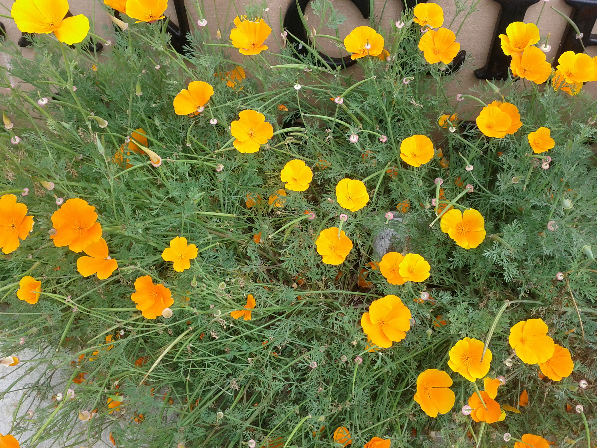 Google Nexus S sample photo. Tsu ns photography