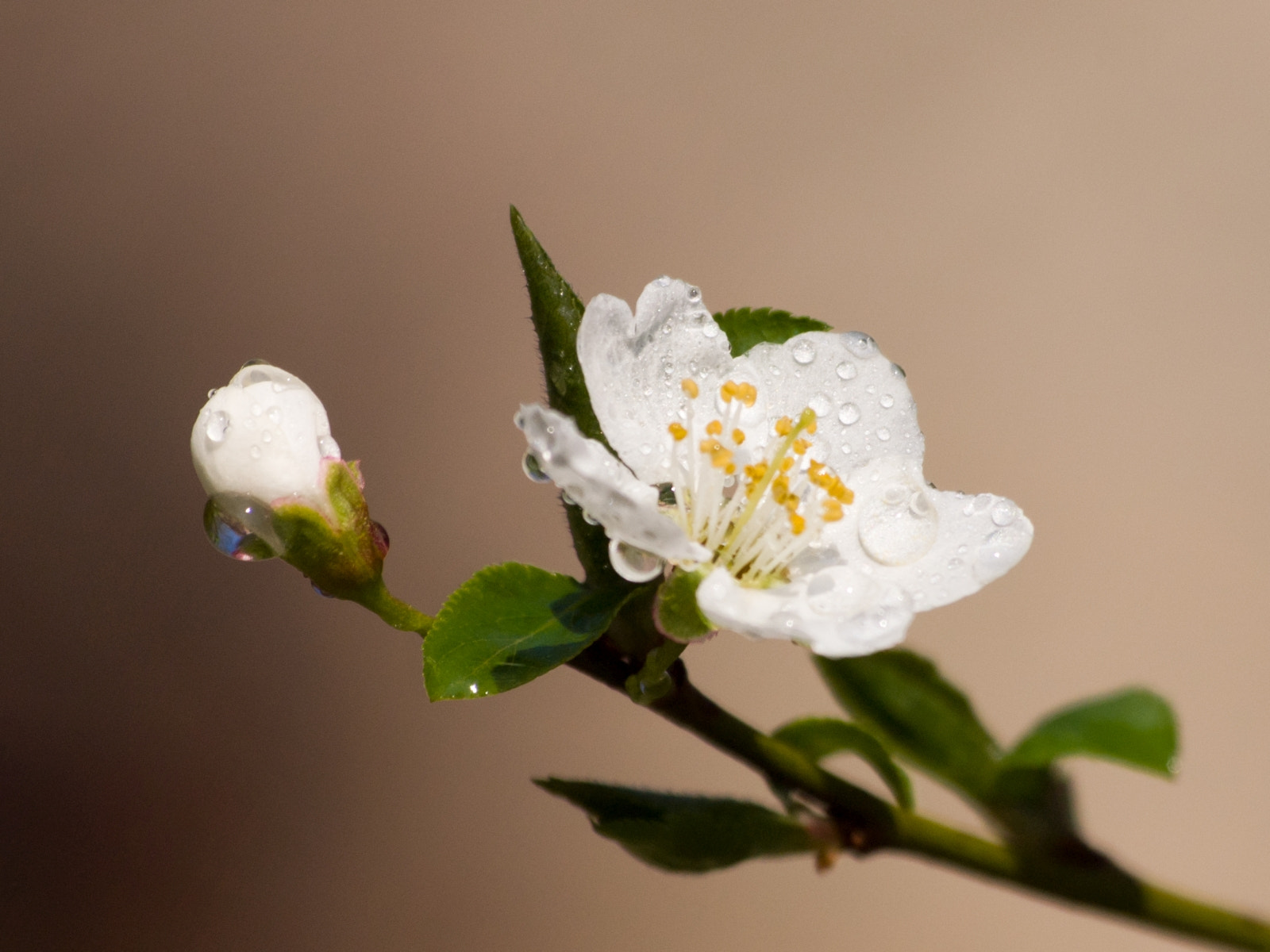 Olympus Zuiko Digital ED 70-300mm F4.0-5.6 sample photo. Spring photography