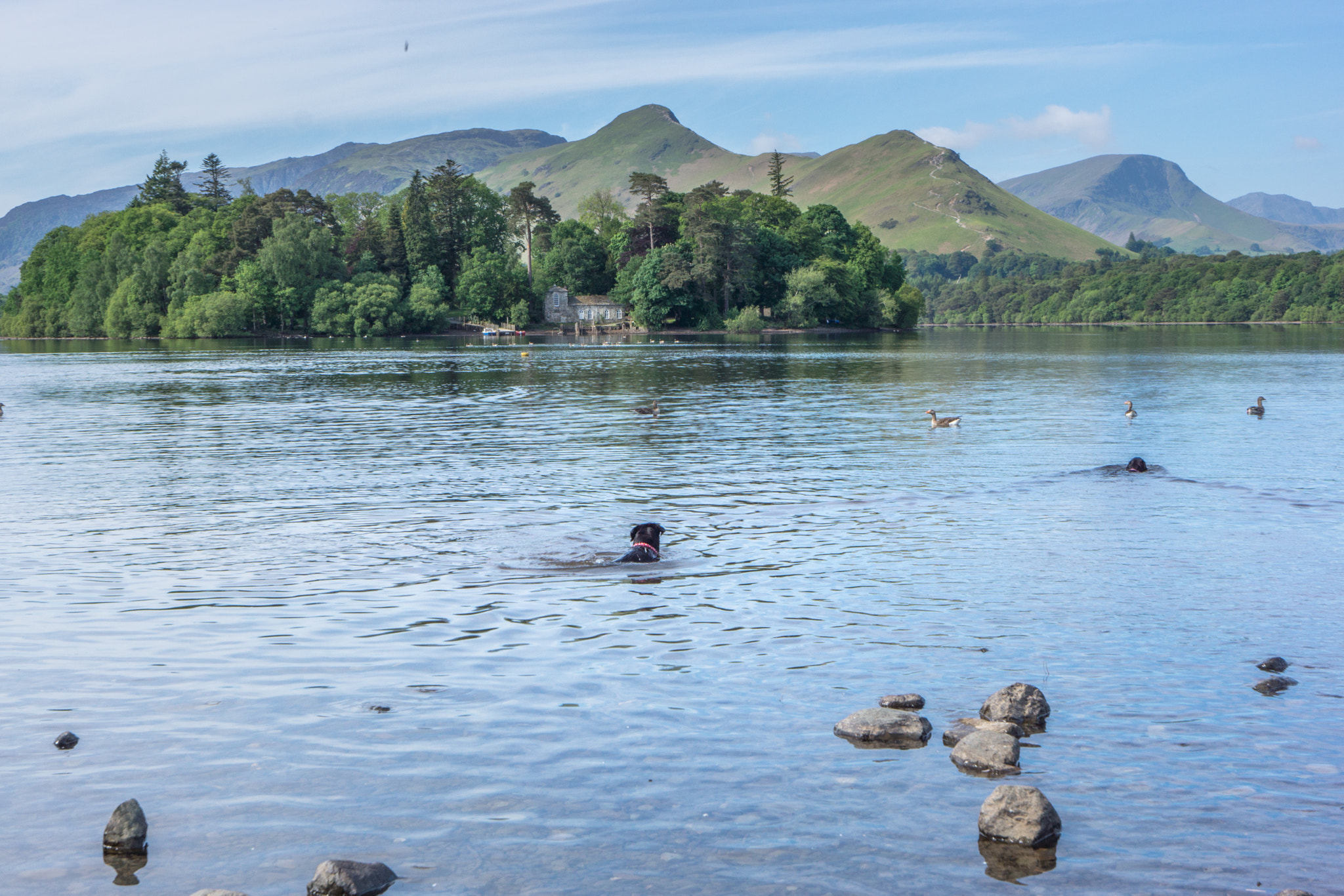 16-35mm F4 ZA OSS sample photo. Doggy heaven at derwentwater, lake district photography