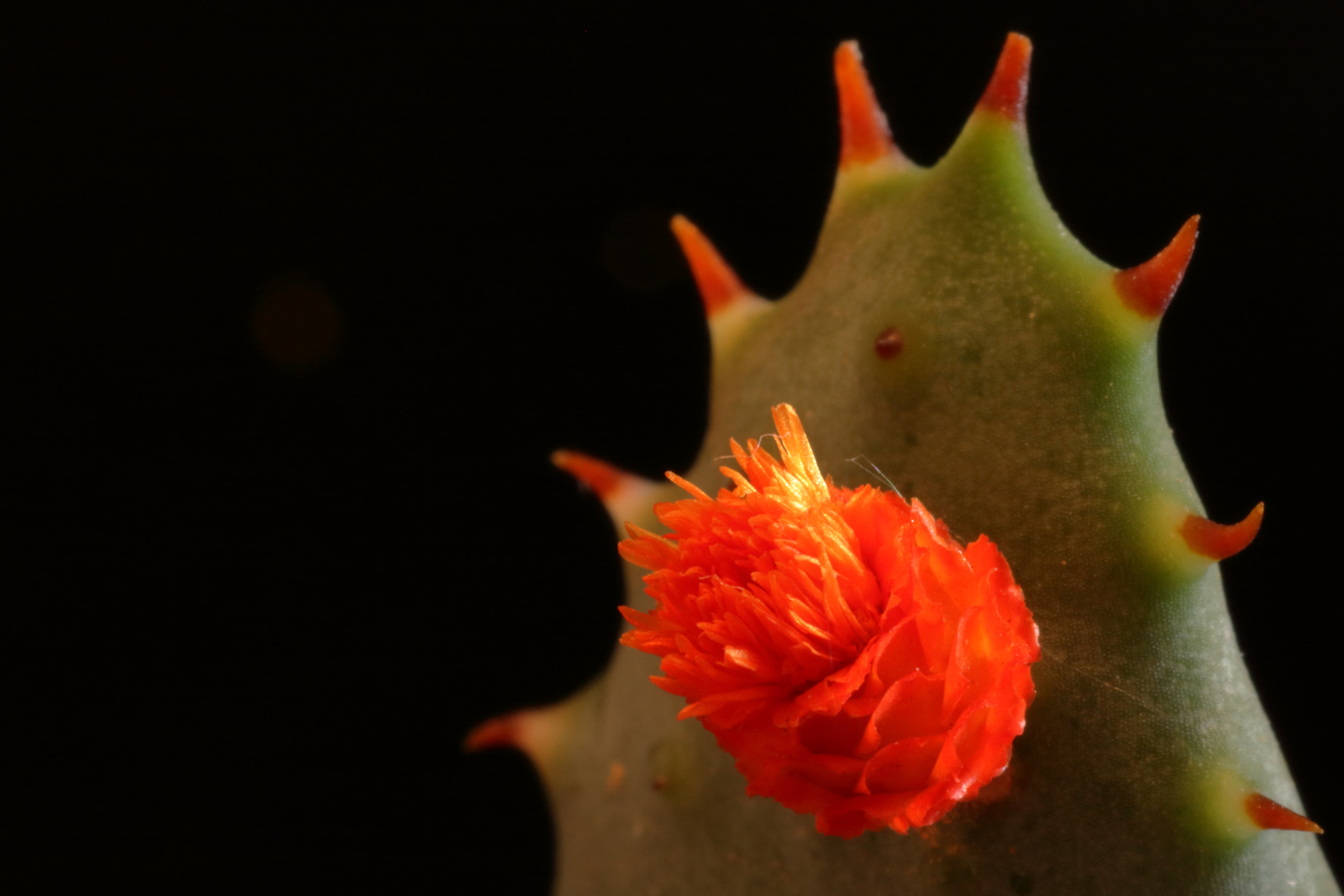 Tamron SP AF 90mm F2.8 Di Macro sample photo. Flor photography