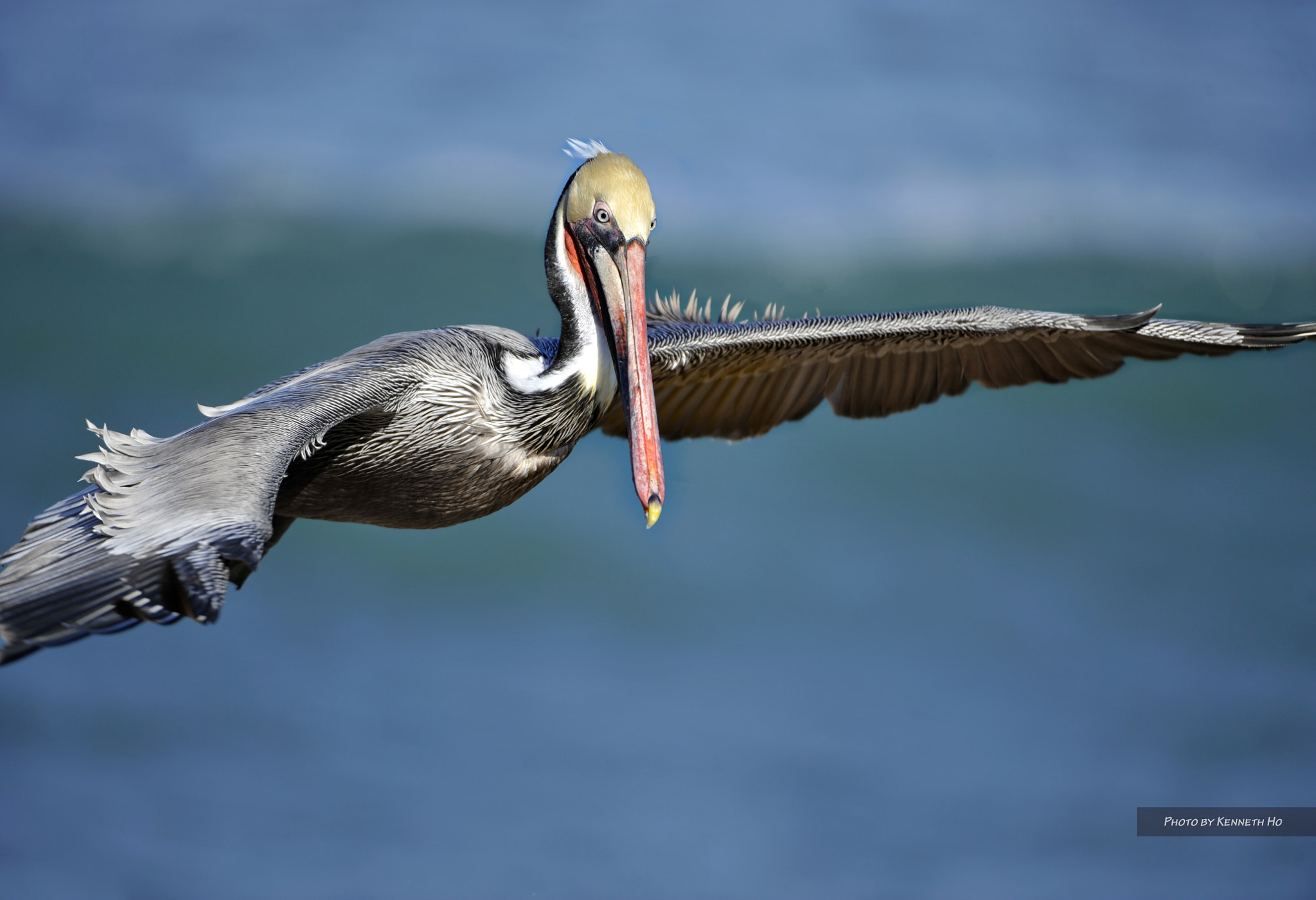 Nikon D3 sample photo. Pelican photography