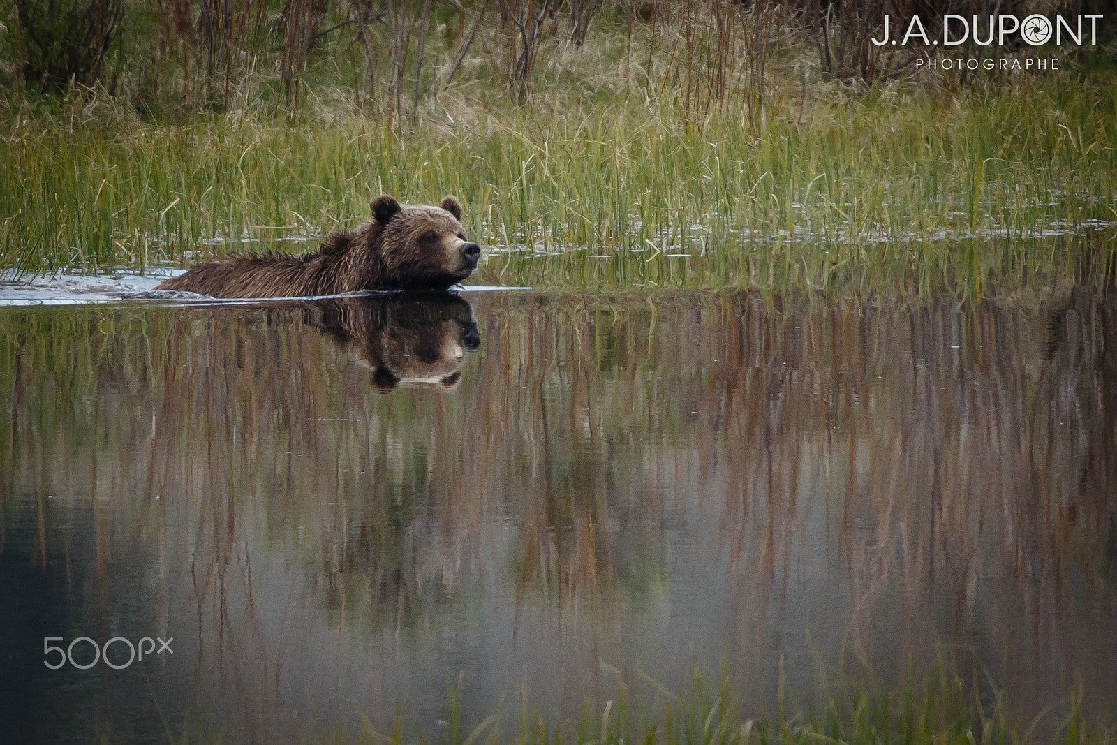 Canon EOS-1D X + Canon EF 500mm F4L IS II USM sample photo. Swimming bear photography