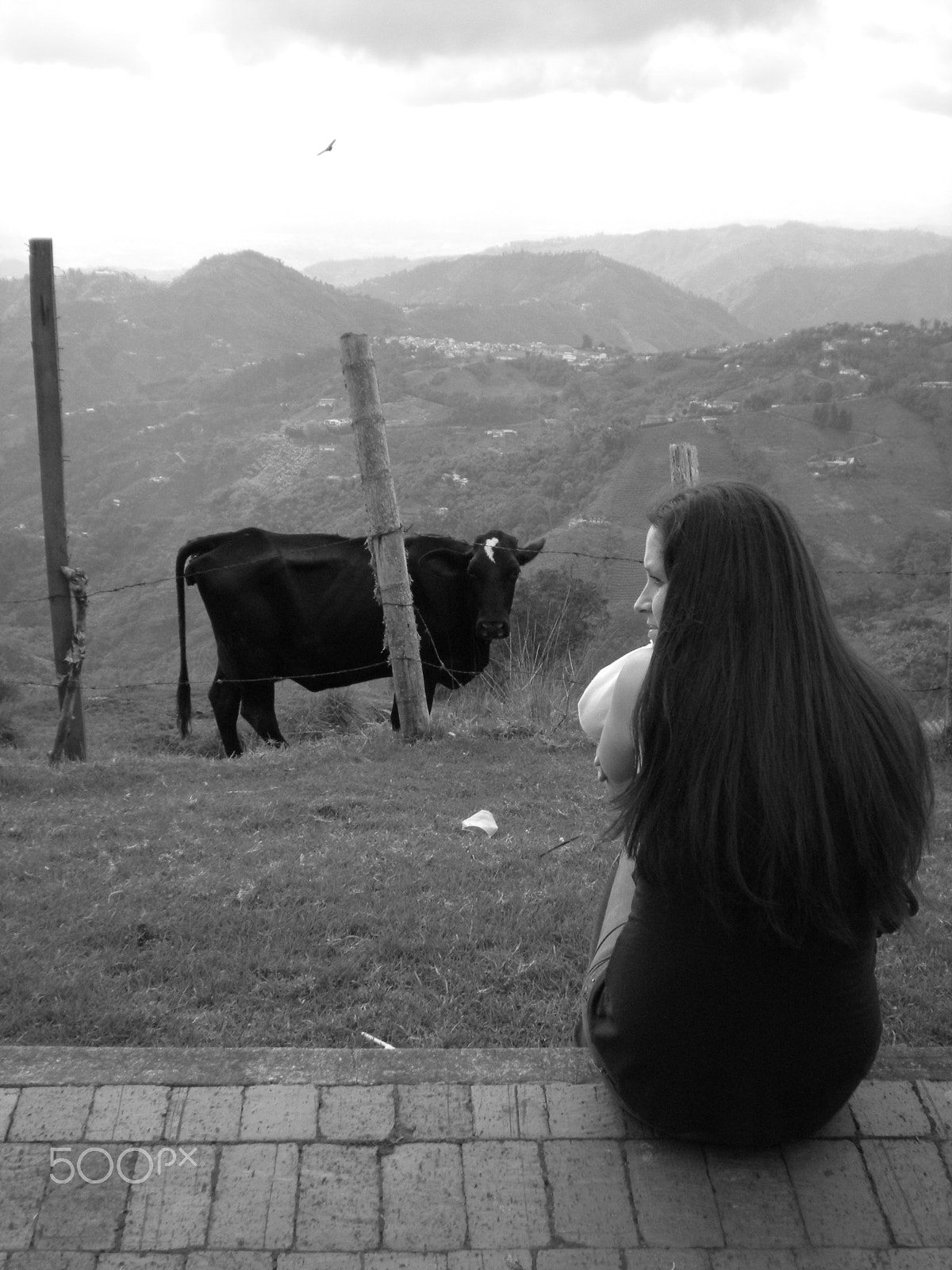 Nikon Coolpix S210 sample photo. Cow photography