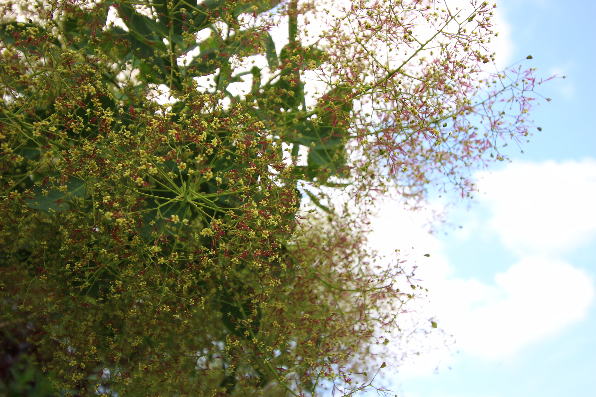 Canon EF-S 10-18mm F4.5–5.6 IS STM sample photo. Plant in the city photography
