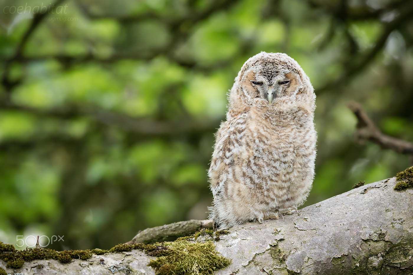 Nikon AF-S Nikkor 200-400mm F4G ED-IF VR sample photo. Tawny owl chick photography