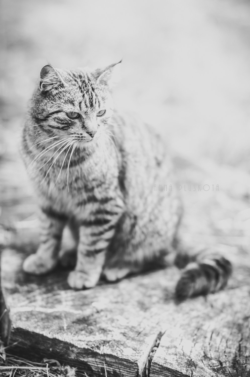 Nikon D7000 + Sigma 85mm F1.4 EX DG HSM sample photo. Cat photography