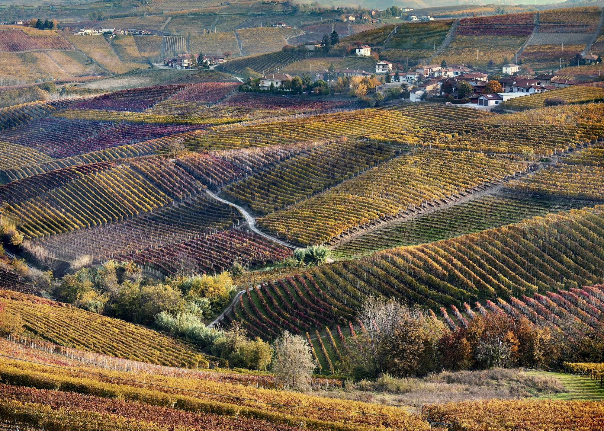 AF-S Zoom-Nikkor 80-200mm f/2.8D IF-ED sample photo. Langhe barbaresco photography