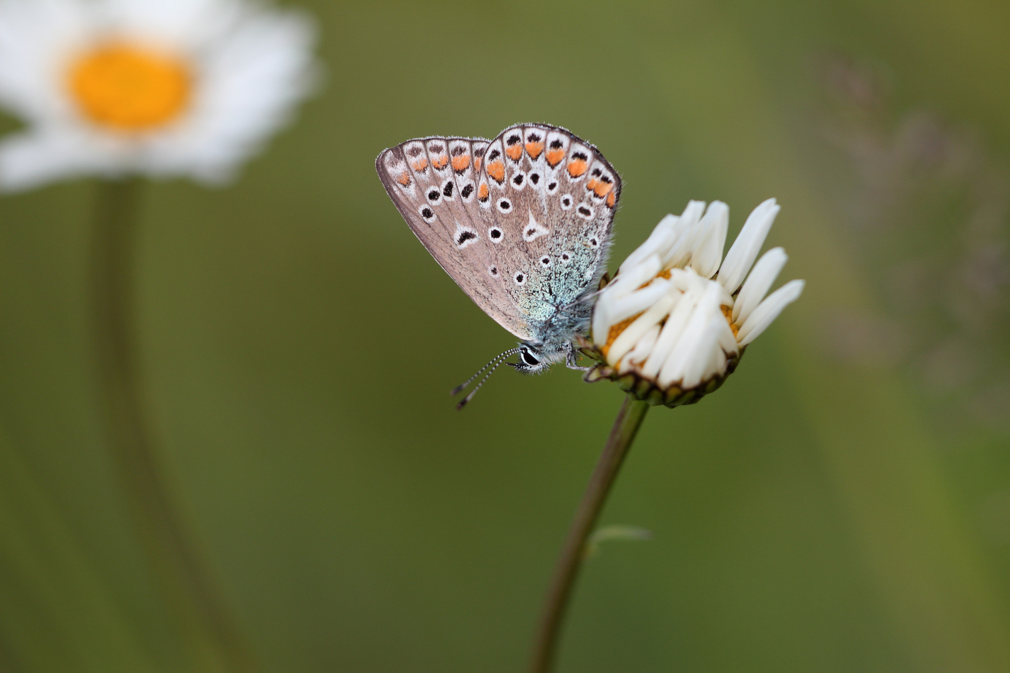 Sigma APO Macro 150mm f/2.8 EX DG HSM sample photo. Bläuling photography