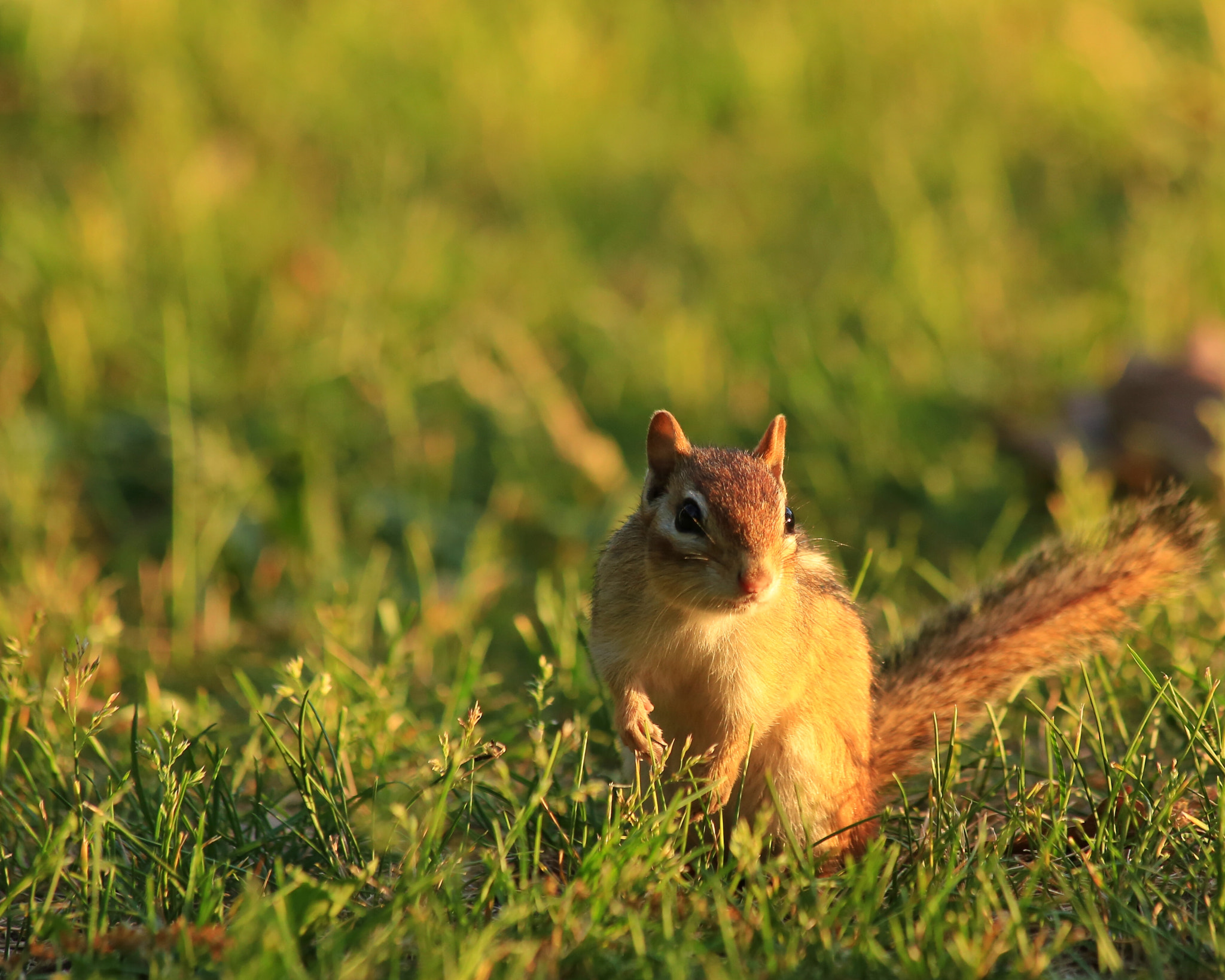 Canon EF 70-300mm F4-5.6 IS USM sample photo