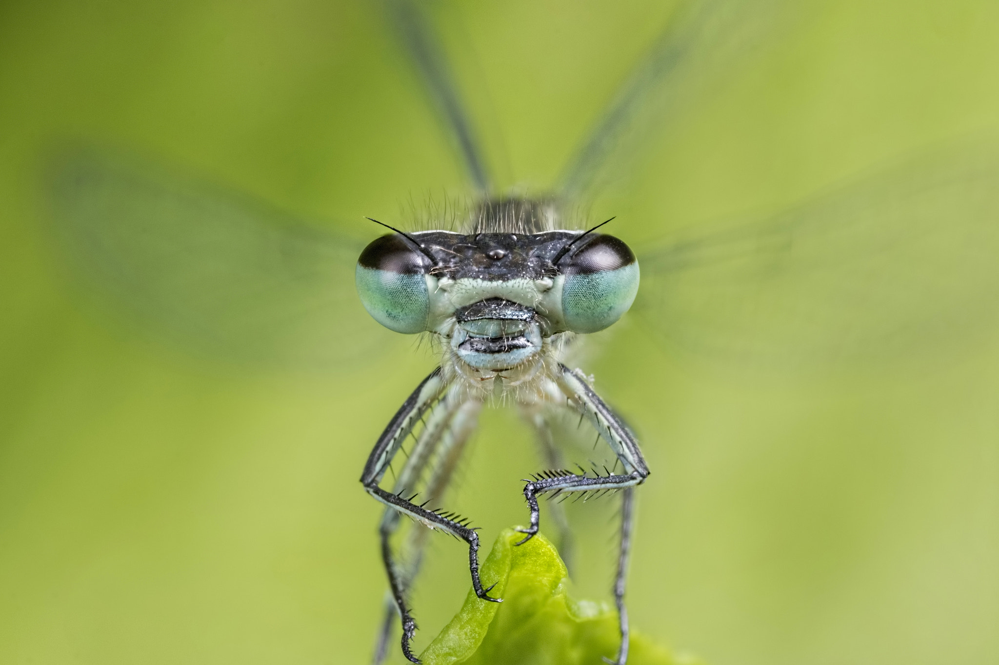 Canon EOS 760D (EOS Rebel T6s / EOS 8000D) + Canon MP-E 65mm F2.5 1-5x Macro Photo sample photo. The helicopter photography