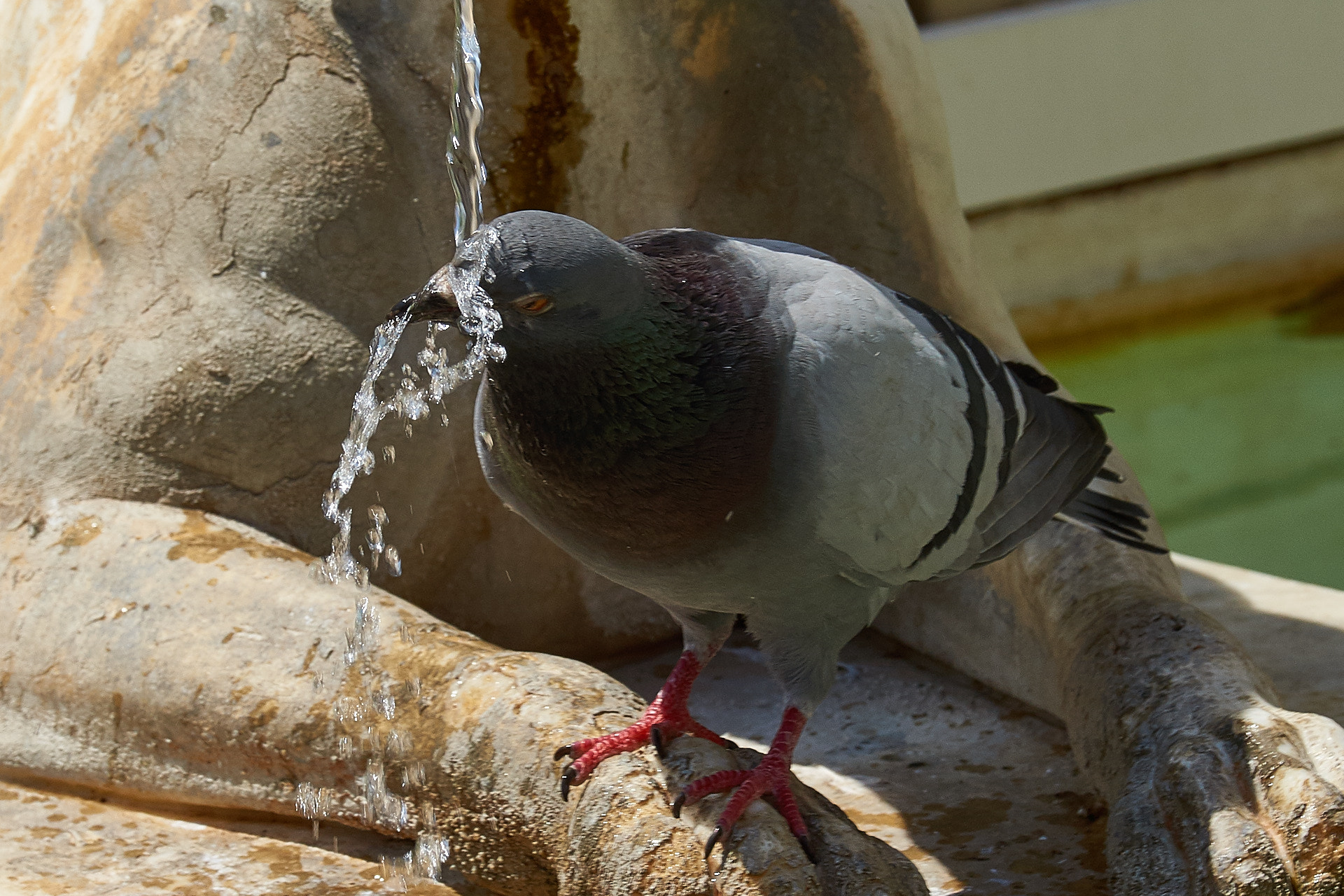 Sony SLT-A77 + Tamron SP 70-200mm F2.8 Di VC USD sample photo. Taking a bath. photography