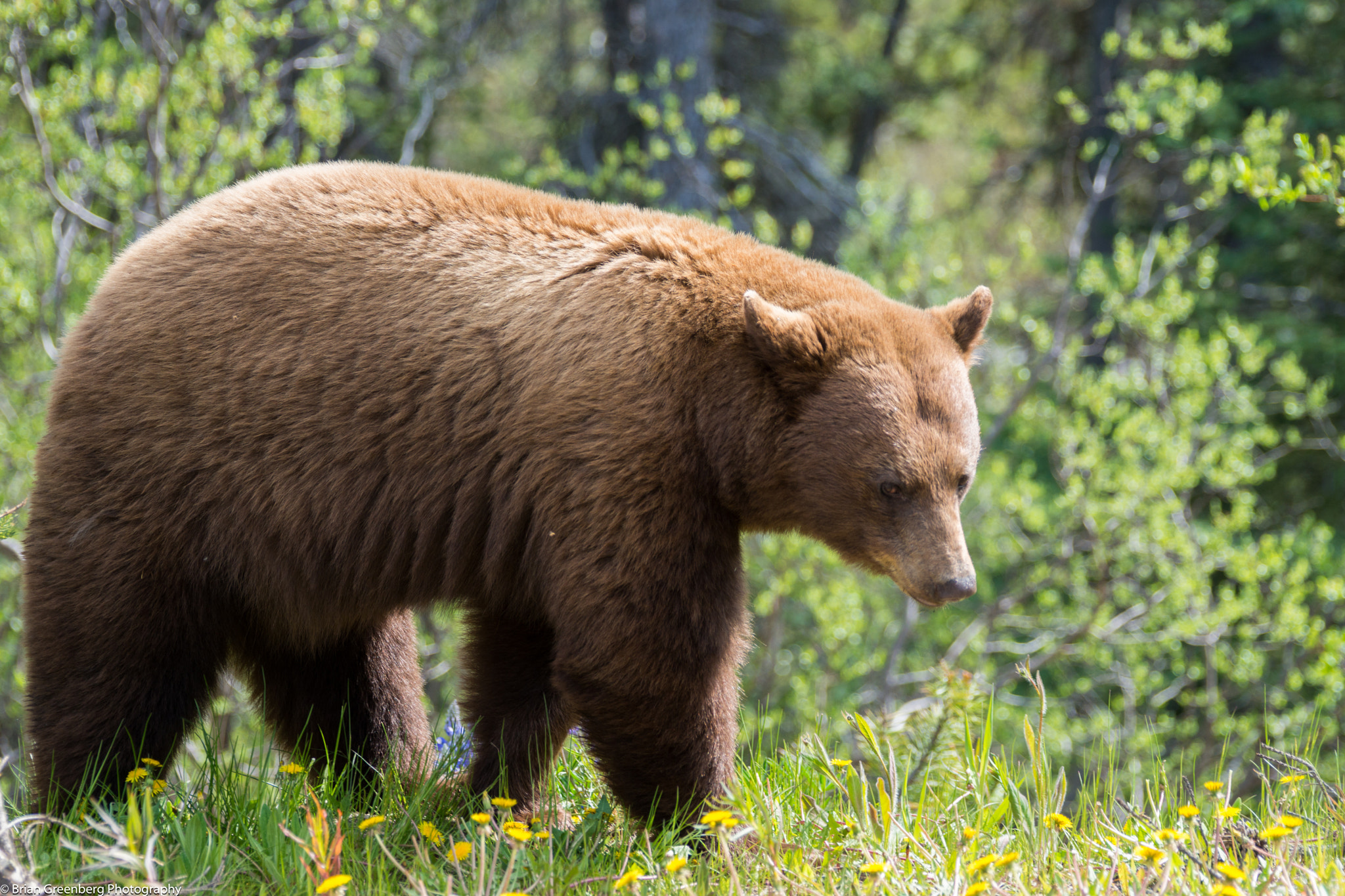 Sony a99 II + Sony 70-400mm F4-5.6 G SSM sample photo. Prowler photography