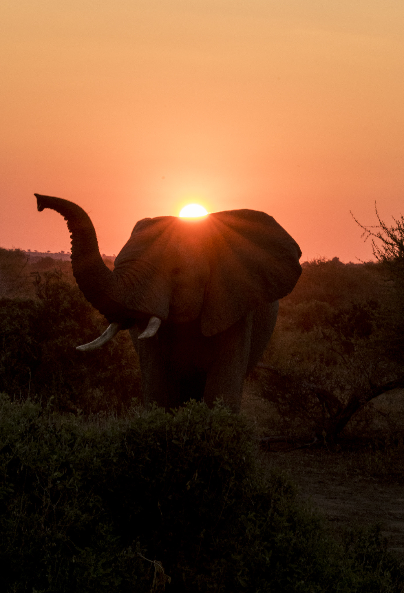 Canon EF 100-400mm F4.5-5.6L IS II USM sample photo. African sun photography