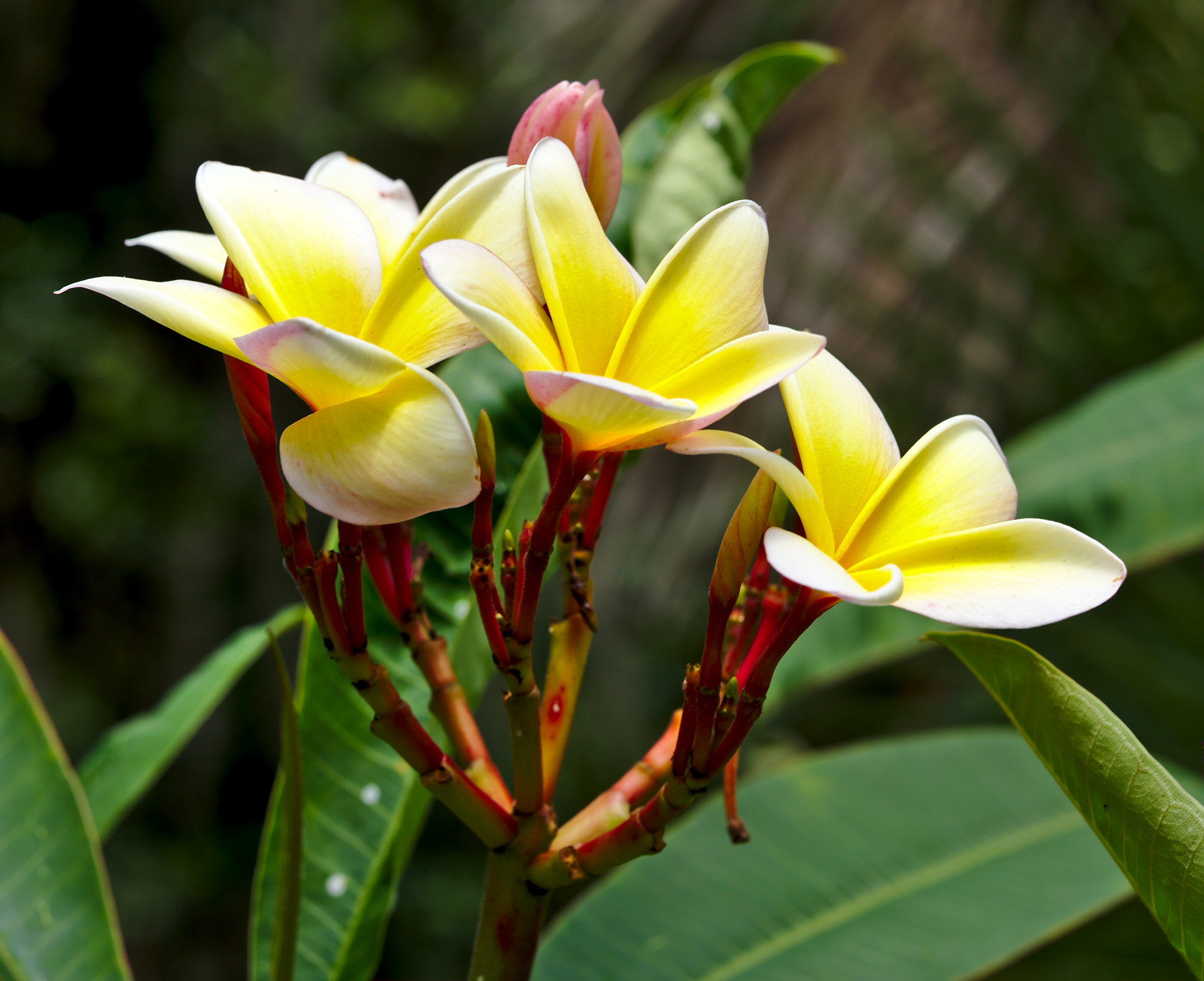 Nikon D810 + Manual Lens No CPU sample photo. Yellow frangipani photography